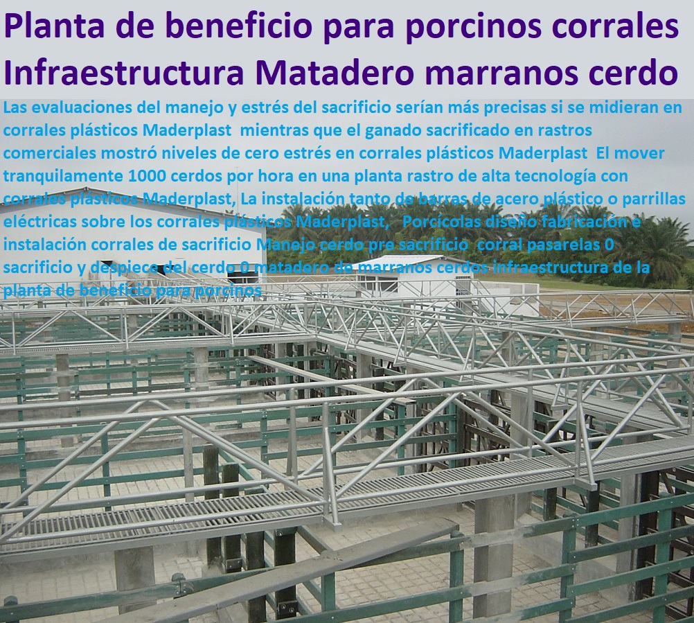 granjas porcinas