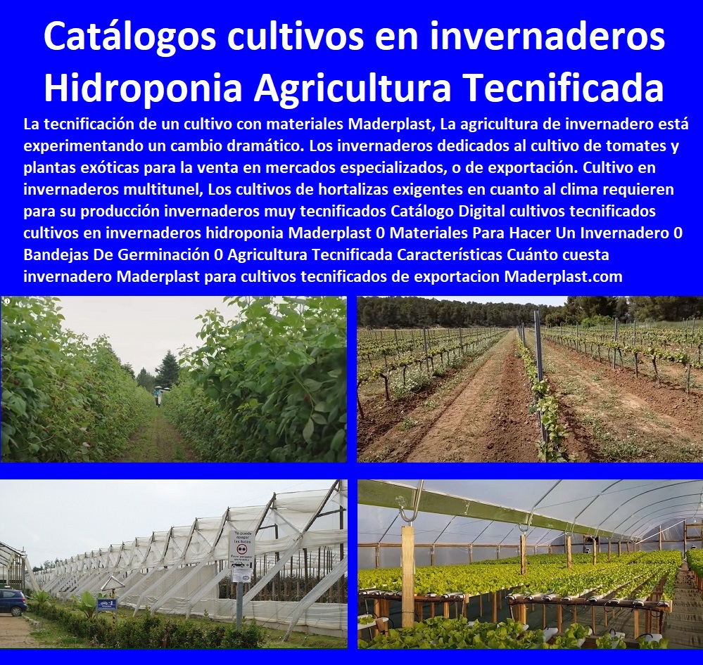 40 CULTIVOS TECNIFICADOS 0 INVERNADEROS 0 SEMILLEROS 0 BANCOS DE SIEMBRA 0 HIDROPONÍA 0 AGRICULTURA 0 Cosecha Poscosecha 0 Tutores Tutorial De Cosechas 0 Cultivos De Flores Cultivos De Bananas Aromáticas Semilleros 0 Bancos De Hidroponía