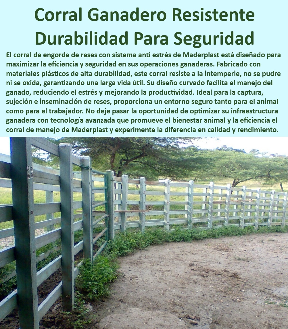 Brete Curvado Óptimo Manejo Ganadero Calceta Circular Antiestrés Maderplast Corral ganadero curvado para manejo seguro, - ¿Qué corral ganadero reduce el estrés en reses?, - Corral ganadero con alta resistencia a la intemperie, - Corral ganadero curvado para mejor manejo, - Instalación de corral ganadero de fácil mantenimiento, - Corral anti estrés para reses, - Corral ganadero eficiente para producción intensiva, - Corral con tecnología avanzada para ganado, - Corral para manejo eficiente de ganado, - Corral ganadero para minimizar el estrés animal, - ¿Cómo instalar un corral ganadero de fácil mantenimiento?, - ¿Cómo elegir un corral ganadero resistente a la intemperie?, - Corral ganadero de alta calidad Maderplast, - Corral de reses resistente al clima, - Corral anti estrés para manejo de ganado, - Infraestructura ganadera avanzada Maderplast, - Corral de reses con larga vida útil, - Manejo ganadero sin estrés con corrales Maderplast, - Corral ganadero con diseño seguro y eficiente, - ¿Qué corral ganadero ofrece mayor durabilidad y seguridad?, - Corral ganadero de alta durabilidad, - Corral ganadero resistente a la intemperie, - Corral ganadero eficiente y duradero, - Corral para inseminación de reses seguro, - Corral de captura de reses eficiente, - Corral de captura ganadero resistente, - Corral resistente a la oxidación, - Corral para engorde de reses con baja oxidación, - Corral ganadero diseñado para seguridad, - ¿Cuál es el mejor corral para manejo seguro de ganado? 0 Corral de engorde de reses Manga de inseminación con diseño seguro Corral de confinamiento ganadero resistente a la intemperie Manga de captura Res Brete Curvado Óptimo Manejo Ganadero Calceta Circular Antiestrés Maderplast 0 Corral de engorde de reses, , Manga de inseminación con diseño seguro, , Corral de confinamiento ganadero resistente a la intemperie, , Manga de captura Res