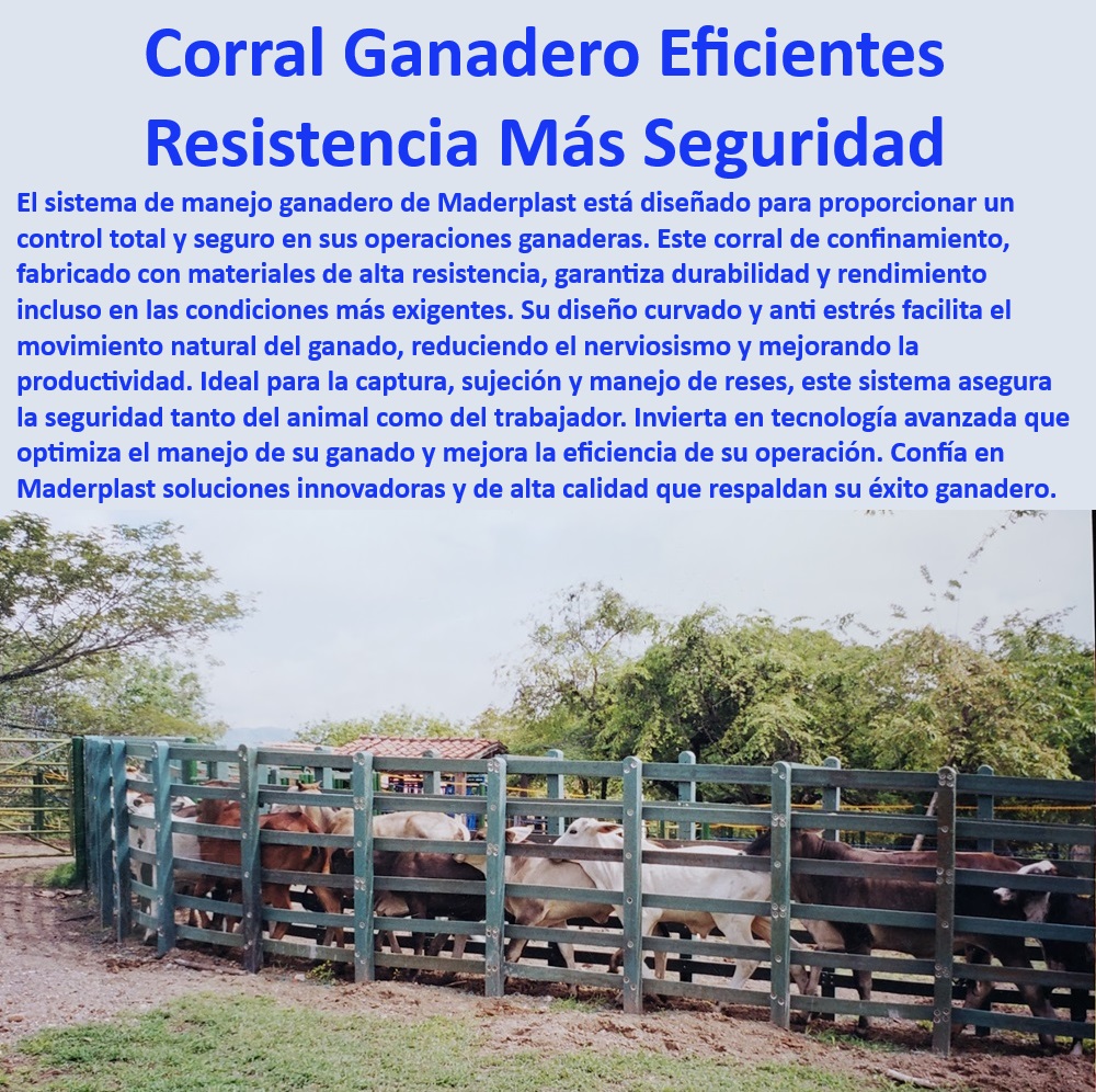 Brete Curvado Óptimo Manejo Ganadero Calceta Circular Antiestrés Maderplast Bretes ganaderos de alta resistencia, - Corral ganadero resistente a la intemperie, - Tecnología avanzada para manejo ganadero, - ¿Cuál es el mejor corral anti-estrés para ganado?, - Manejo ganadero eficiente y seguro, - Sistema de sujeción de reses duradero, - ¿Qué sistema de manejo ganadero es más seguro?, - Corral de confinamiento para manejo ganadero, - Corral ganadero para captura de reses, - Corral ganadero para condiciones extremas, - Sistema de manejo ganadero anti-estrés, - Manejo de ganado con sujeción segura, - ¿Cómo elegir un corral ganadero resistente a la intemperie?, - Corral resistente para captura de ganado, - Corrales resistentes para manejo de reses, - Brete curvado para manejo seguro de ganado, - Sujeción de ganado seguro y eficiente, - Bretes ganaderos con diseño innovador, - Sistema ganadero anti-estrés duradero, - Corral ganadero curvado anti-estrés, - Brete ganadero curvado con diseño ergonómico, - ¿Cuál es el mejor corral curvado para manejo de ganado?, - Manejo de ganado en corrales curvados, - Soluciones de manejo ganadero avanzadas, - Sistemas de confinamiento ganadero innovador, - ¿Qué corral ganadero reduce el nerviosismo del ganado?, - Corrales curvados para manejo de ganado, - Sujeción y manejo seguro de ganado, - Corral anti-estrés para mayor productividad, - Corral de sujeción de ganado con seguridad 0 anti estrés Sistema de manejo ganadero Sistema de bretes ganaderos Corral de confinamiento ganadero resistente a la intemperie Manga de sujeción Reses Brete Curvado Óptimo Manejo Ganadero Calceta Circular Antiestrés Maderplast 0 anti estrés Sistema de manejo ganadero Sistema de bretes ganaderos, , Corral de confinamiento ganadero resistente a la intemperie, , Manga de sujeción Reses