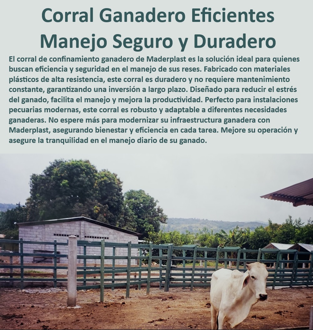 Brete De Manejo Ganadero Brete De Captura Trabajo Calceta Ganadera Maderplast Confinamiento de ganado eficiente y seguro, - Corral de confinamiento ganadero resistente, - Manejo de reses en corral de alta resistencia, - Sistema de corral ganadero de alta durabilidad, - Corral para instalaciones pecuarias modernas, - Corral para manejo seguro de bovinos, - Sistema ganadero para reducir estrés bovino, - Corral robusto para manejo de reses, - Corral de alta resistencia para bovinos, - Sistema de manejo bovino sin estrés, - Manejo seguro de ganado en confinamiento, - Corral resistente para manejo bovino, - Manejo ganadero seguro y sin estrés, - ¿Cuál es el corral más seguro para instalaciones pecuarias?, - Corral ganadero con bajo mantenimiento, - ¿Qué corral ganadero es más resistente y duradero?, - Manejo ganadero en corral de larga vida, - Corral para mejorar productividad ganadera, - Corral ganadero robusto y eficiente, - Tecnología avanzada en manejo ganadero, - ¿Qué corral ganadero requiere menos mantenimiento?, - ¿Cuál es el mejor corral para manejo de reses?, - Corral para manejo eficiente de bovinos, - ¿Cómo elegir un corral para reducir el estrés del ganado?, - Corral adaptable a diferentes necesidades, - Tecnología ganadera para manejo seguro, - Manejo de reses en corral resistente, - Corral de confinamiento para seguridad ganadera, - Solución robusta para manejo de ganado, - Corral ganadero duradero y adaptable 0 Corral de confinamiento ganadero Manga de trabajo ganadera Manga de manejo bovino Corral de manejo de búfalos duradero y resistente Embarcadero Brete De Manejo Ganadero Brete De Captura Trabajo Calceta Ganadera Maderplast 0 Corral de confinamiento ganadero, , Manga de trabajo ganadera, , Manga de manejo bovino, , Corral de manejo de búfalos duradero y resistente , Embarcadero