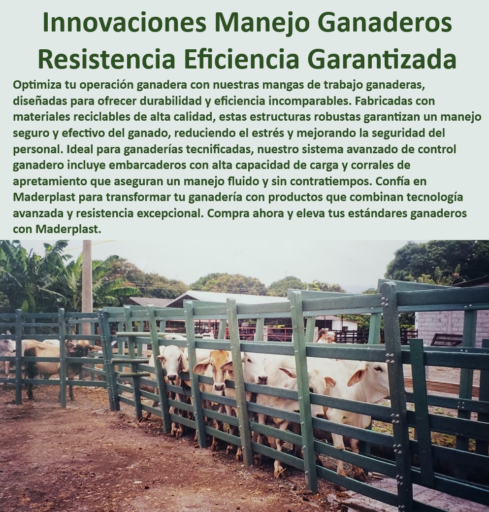 Brete De Manejo Ganadero Brete De Captura Trabajo Calceta Ganadera Maderplast Corrales modulares para ganaderías tecnificadas, - ¿Dónde comprar corrales ganaderos seguros?, - Sistemas avanzados de control ganadero, - Optimización de operaciones ganaderas, - ¿Qué mangas ganaderas ofrecen mayor durabilidad?, - Mangas ganaderas para reducir el estrés animal, - Corrales de apretamiento ganadero seguros, - Ganadería eficiente con productos Maderplast, - Innovaciones en manejo ganadero Maderplast, - Manejo seguro de ganado con Maderplast, - Infraestructura ganadera con tecnología avanzada, - Estructuras robustas para manejo ganadero, - Manga ganadera con durabilidad y seguridad, - Corrales ganaderos de alta eficiencia, - Tecnología avanzada en ganadería, - ¿Cómo optimizar el manejo de ganado con Maderplast?, - Mangas ganaderas de fácil adaptación, - Sistemas de control ganadero con apretamiento, - Embarcaderos de alta capacidad de carga, - Control ganadero eficiente y seguro, - Corrales ganaderos con alta durabilidad, - Sistemas de apretamiento ganadero eficientes, - Sistemas de manejo animal de alta calidad, - Manga de trabajo ganadera resistente, - Corrales ganaderos con tecnología de punta, - Manejo profesional del ganado con Maderplast, - Control ganadero seguro y efectivo, - ¿Cuál es el mejor sistema de control ganadero?, - ¿Cómo mejorar la eficiencia en el manejo ganadero?, - Soluciones para ganadería tecnificada 0 Control ganadero Manga de trabajo ganadera resistente y eficiente Corral de apretamiento Embarcadero de ganado con alta capacidad de carga 00 Brete De Manejo Ganadero Brete De Captura Trabajo Calceta Ganadera Maderplast 0, , Control ganadero, , Manga de trabajo ganadera resistente y eficiente, , Corral de apretamiento, , Embarcadero de ganado con alta capacidad de carga 00