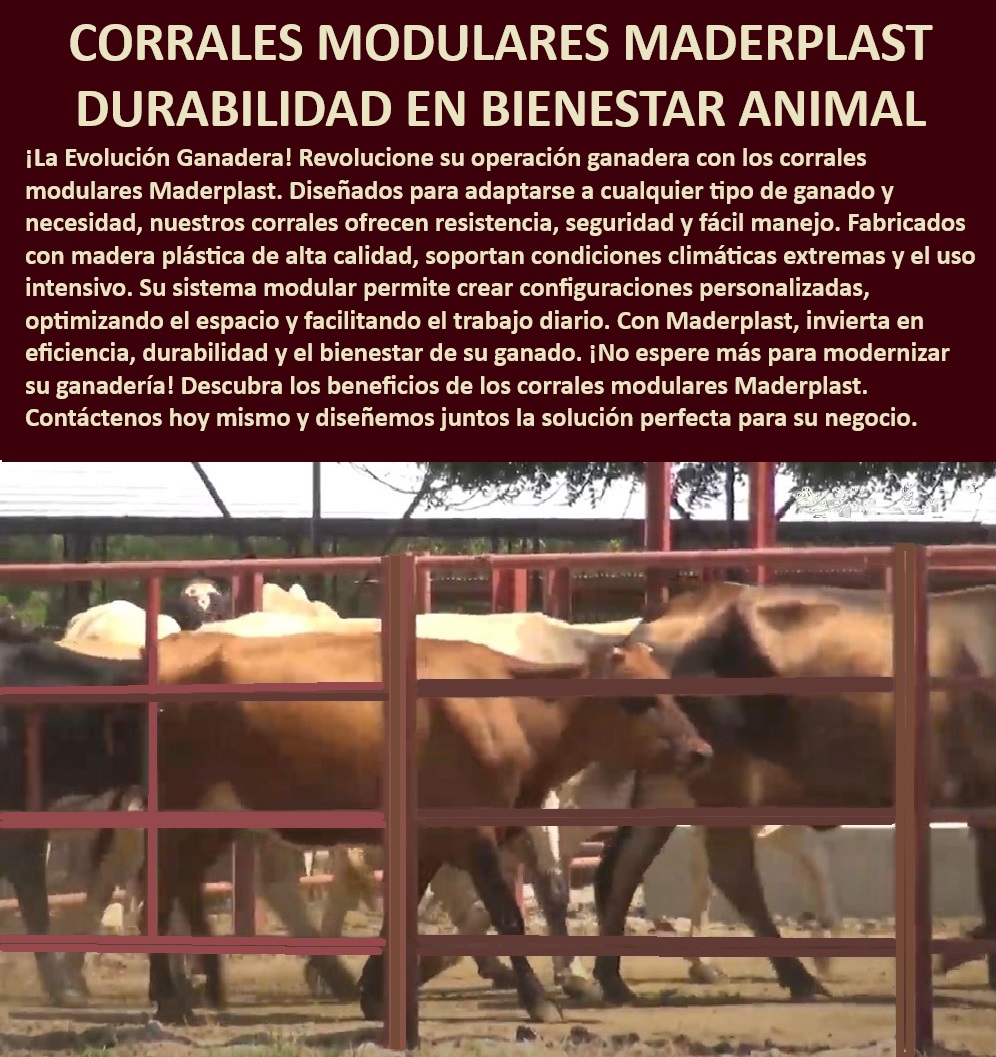 Corrales de Tubos Alta Durabilidad Bajo Mantenimiento Corrales Duraderos Maderplast Corrales de bajo mantenimiento alta calidad, - Manejo eficiente de ganado con módulos, - Corrales ganaderos con instalación flexible, - Corrales modulares adaptables a cualquier terreno, - Inversión en bienestar animal con corrales Maderplast, - ¿Qué tipo de corral es mejor para manejo intensivo de ganado?, - Seguridad y resistencia en corrales modulares, - ¿Dónde encontrar corrales ganaderos de bajo mantenimiento?, - Corrales eficientes para grandes operaciones ganaderas, - Optimización espacio corrales personalizados, - Soluciones modulares para estabulación eficiente, - Sistema modular corrales climáticamente resistentes, - Tecnología avanzada en corrales modulares, - Instalación rápida de corrales modulares, - Adaptabilidad y seguridad en manejo ganadero, - Modularidad y durabilidad en corrales ganaderos, - ¿Cómo mejorar la eficiencia del manejo ganadero con módulos?, - Corrales plásticos para uso intensivo en fincas, - Configuración personalizada de corrales ganaderos, - Modernización ganadera con corrales Maderplast, - Corrales modulares resistentes a condiciones extremas, - Corrales durables para manejo intensivo, - ¿Cuáles son los mejores corrales modulares para ganado?, - Corrales modulares alta durabilidad, - Manejo de ganado seguro con módulos Maderplast, - Estructuras ganaderas de alta resistencia, - Corrales de larga duración y alta resistencia, - ¿Qué corrales ofrecen mayor durabilidad en climas extremos?, - Corrales duraderos para climas extremos, - Corrales personalizables resistentes Maderplast 0 Establos resistentes a condiciones climáticas adversas Innovación en establos Establos resistentes a condiciones extremas Establos ganadero Corrales de Tubos Alta Durabilidad Bajo Mantenimiento Corrales Duraderos Maderplast 0 Establos resistentes a condiciones climáticas adversas, , Innovación en establos, , Establos resistentes a condiciones extremas, , Establos ganadero