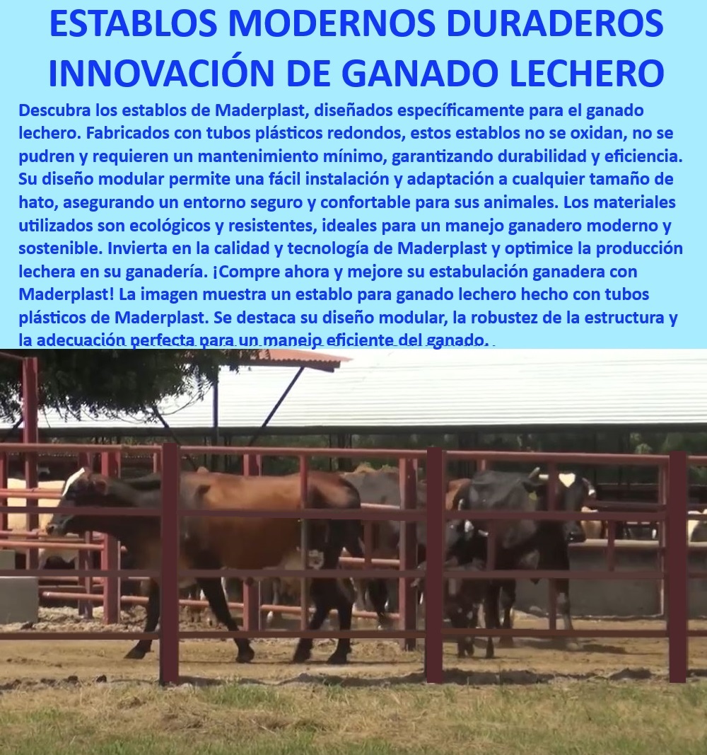 Corrales de Tubos Alta Durabilidad Bajo Mantenimiento Corrales Duraderos Maderplast Corrales duraderos para ganado lechero, - Establos modernos para ganado lechero, - Establos para ganado que no se oxidan, - Corrales con diseño modular adaptativo, - Corrales modulares para ganado lechero, - Innovación en manejo de ganado lechero, - Establos con tecnología avanzada para ganadería, - Establos con materiales plásticos de calidad, - Corrales resistentes al clima extremo, - Establos adaptables para diferentes tamaños de hato, - Corrales ecológicos para producción lechera, - Corrales ganaderos anticorrosión y duraderos, - ¿Qué establo es mejor para ganado lechero?, - Establos que optimizan la producción ganadera, - Establos ecológicos de alta durabilidad, - ¿Cuáles son los corrales más duraderos para ganado?, - Establos robustos y eficientes para ganadería, - Establos para manejo eficiente del ganado, - Establos que no requieren mantenimiento, - Corrales que aseguran comodidad animal, - Corrales seguros y confortables para ganado lechero, - Establos para ganado lechero de fácil instalación, - Establos modulares para estabulación ganadera, - Corrales de fácil instalación y mantenimiento, - ¿Cómo mejorar la producción de leche con establos modernos?, - Establos de larga vida útil para ganadería, - Corrales sostenibles para manejo de ganado, - ¿Cómo elegir establos resistentes para ganado lechero?, - ¿Qué tipo de corral necesita menos mantenimiento para ganado?, - Corrales de tubos plásticos resistentes 0 Innovación en estabulación de ganado lechero y de engorde Corrales para bovinos con materiales plásticos resistentes Corrales duraderos a Sol Corrales de Tubos Alta Durabilidad Bajo Mantenimiento Corrales Duraderos Maderplast 0 Innovación en estabulación de ganado lechero y de engorde, , Corrales para bovinos con materiales plásticos resistentes, , Corrales duraderos, a Sol