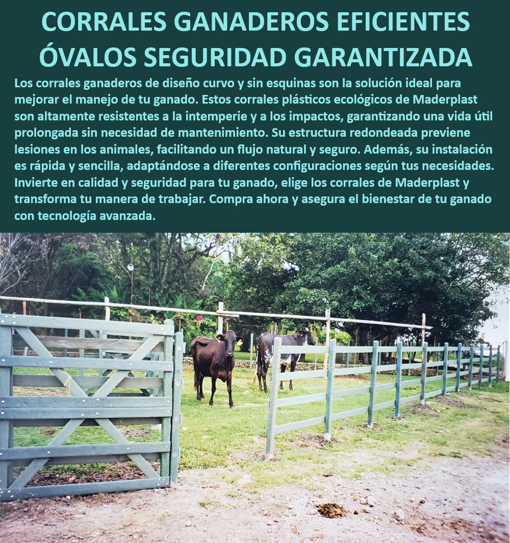 Corrales fáciles de instalar Corral plástico ecológico Maderplast Corrales ganaderos que facilitan el manejo, - Corrales sin oxidación para ganado, - Corrales ganaderos sin mantenimiento necesario, - ¿Qué tipo de corral es seguro para el ganado?, - Corrales plásticos para ganado duraderos, - Corrales ganaderos con tecnología avanzada, - ¿Cuál es el mejor corral ganadero sin mantenimiento?, - Corrales sin esquinas para evitar lesiones, - Corrales ganaderos para fincas tecnificadas, - Corrales ganaderos con estructura redondeada, - Corrales ganaderos adaptables a climas extremos, - ¿Dónde comprar corrales ganaderos resistentes a la oxidación?, - Corrales sin mantenimiento para manejo ganadero, - Corrales para ganado resistentes a impactos, - Corral ganadero seguro y eficiente, - Corral ganadero con diseño curvo seguro, - Corrales para ganado que optimizan la gestión, - Corrales para ganado fáciles de montar, - ¿Qué corrales ganaderos son ideales para climas extremos?, - Corrales ganaderos modulares ecológicos, - Corrales ganaderos con seguridad garantizada, - Corral ganadero sin necesidad de mantenimiento, - Corrales ganaderos eficientes y sostenibles, - Corrales plásticos ecológicos sin mantenimiento, - Corrales ganaderos con rápida instalación, - Corrales ganaderos de fácil instalación, - Corrales ganaderos de alta resistencia, - ¿Cómo instalar un corral ganadero de manera rápida?, - Corrales ganaderos adaptables a cualquier espacio, - Corrales para ganado con diseño innovador 0 Corral ganadero eficiente y seguro Corrales ganaderos fáciles de mantener Corrales sin oxidación para ganado Corrales ganaderos para climas extremos Corrales Corrales fáciles de instalar Corral plástico ecológico Maderplast 0 Corral ganadero eficiente y seguro , Corrales ganaderos fáciles de mantener , Corrales sin oxidación para ganado , Corrales ganaderos para climas extremos , Corrales