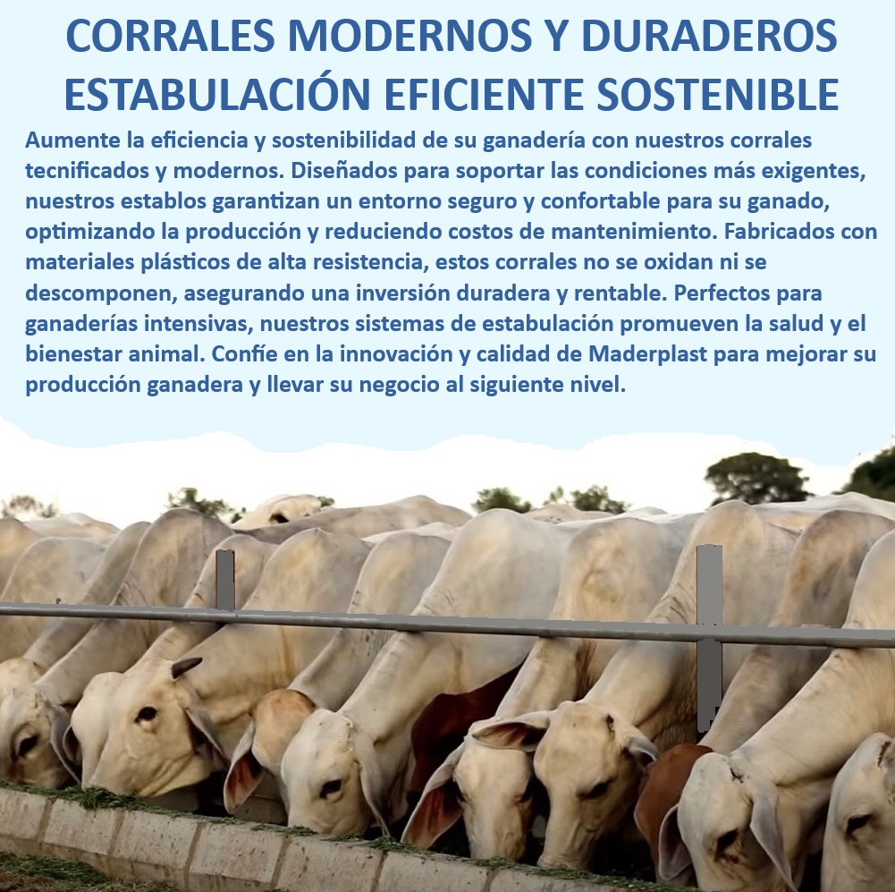 Corrales tecnificados estabulación Establos bovinos confinados Corrales Maderplast Corrales tecnificados para producción intensiva, - Establos que promueven el bienestar animal, - ¿Qué tipo de establo es más duradero para ganado?, - Establos ecológicos para ganadería moderna, - Corrales modernos para ganadería intensiva, - Corrales sostenibles para manejo de ganado, - Corrales que no se oxidan ni se descomponen, - Establos con materiales plásticos resistentes, - Establos para manejo eficiente de bovinos, - Corrales anticorrosión para ganadería intensiva, - Corrales para ganadería intensiva, - Sistemas de estabulación eficiente, - ¿Cómo mejorar la eficiencia en la producción ganadera?, - Establos de diseño avanzado para ganado, - Establos que reducen costos de mantenimiento, - Infraestructura ganadera tecnificada, - Establos que aseguran confort animal, - Corrales de bajo mantenimiento para ganado, - Establos duraderos para producción ganadera, - Corrales resistentes al clima extremo, - Establos para ganado de engorde, - Corrales que optimizan la producción ganadera, - Corrales modulares para ganadería intensiva, - Sistemas de estabulación sostenibles, - Establos de fácil instalación para ganado, - ¿Qué corrales son mejores para ganadería intensiva?, - ¿Cuál es el mejor sistema de estabulación para ganado de engorde?, - ¿Cómo elegir corrales sostenibles para manejo de ganado?, - Establos modulares de alta resistencia, - Establos con alta durabilidad 0 GANADERÍA INTENSIVA Establos modulares Establos para ganado de engorde con estructuras duraderas Ganadería intensiva Infraestructura ganado Corrales tecnificados estabulación Establos bovinos confinados Corrales Maderplast 0 GANADERÍA INTENSIVA, , Establos modulares, , Establos para ganado de engorde con estructuras duraderas, , Ganadería intensiva, Infraestructura ganado