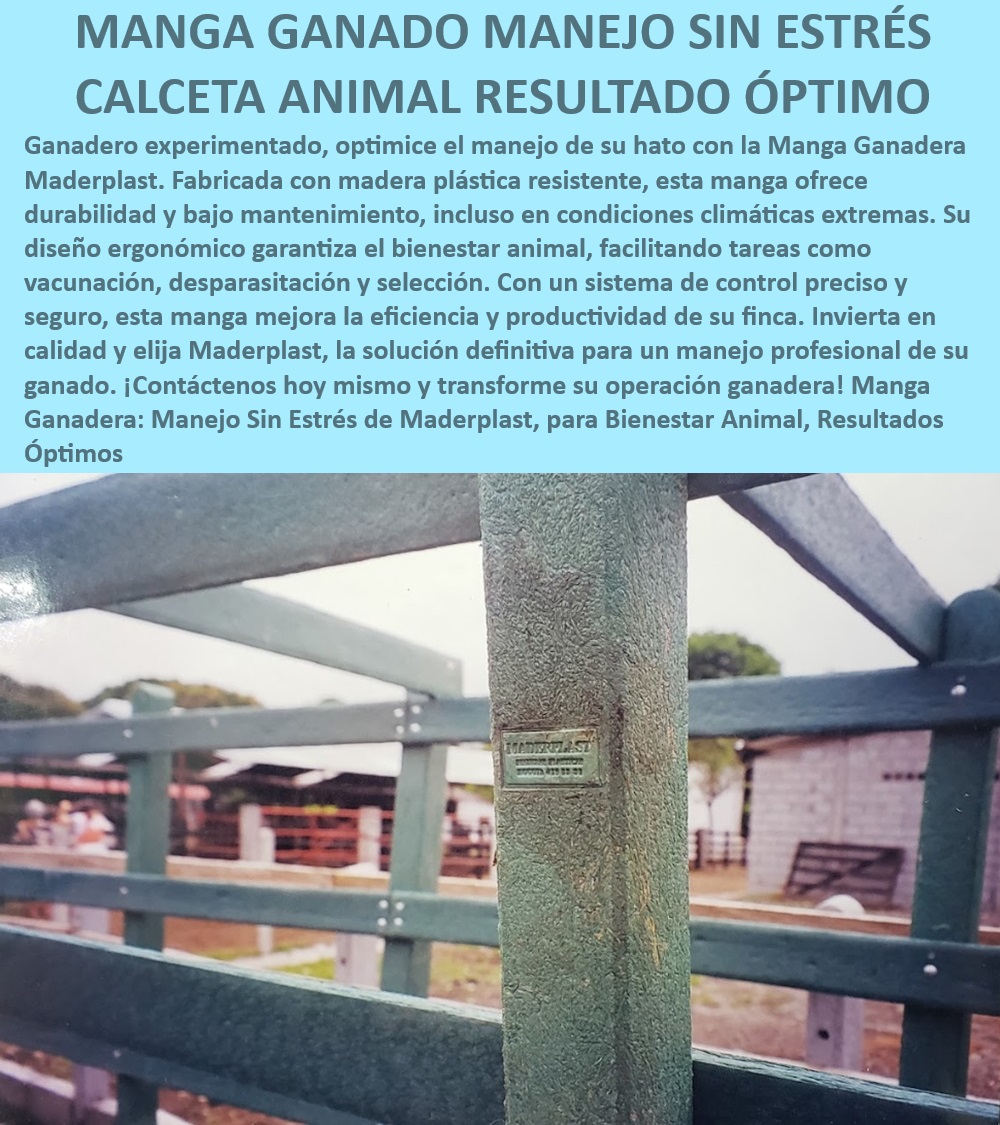 Manga Calceta de Ganado Corral Fijo Móvil Sistema de Control Ganadero Maderplast Sistema de control ganadero efectivo, - ¿Cómo mejorar el manejo del ganado sin estrés?, - Manga ganadera con ergonomía avanzada, - Manga para manejo seguro de ganado, - Manga ganadera con alta durabilidad, - Corrales para selección de ganado, - Manga ganadera para reducción de estrés animal, - Corrales para manejo ganadero eficiente, - Manga ganadera para mejora de productividad, - Manga ganadera para bienestar animal, - ¿Qué corrales son ideales para manejo de ganado?, - Manga para manejo de ganado profesional, - Manga ganadera manejo sin estrés, - Corrales ganaderos de madera plástica duradera, - Manga ganadera para engorde de ganado, - Manga ganadera con diseño ergonómico, - ¿Cuál es la mejor manga ganadera para vacunación?, - Corrales ganaderos para condiciones extremas, - Corrales para control preciso de ganado, - ¿Cómo elegir una manga ganadera resistente?, - Manga ganadera para desparasitación, - Corrales ganaderos de bajo mantenimiento, - Corrales de confinamiento ganadero, - Manga ganadera para operaciones eficientes, - Manga ganadera fácil de instalar, - Manga ganadera resistente a la intemperie, - Manga ganadera para vacunación de ganado, - Corrales ganaderos con diseño optimizado, - ¿Qué beneficios ofrece la manga ganadera de Maderplast?, - Manga ganadera de madera plástica resistente 0 Manga de engorde Corral de confinamiento ganadero resistente a la intemperie Apretadero de búfalos con diseño ergonómico Manga de engorde CEBA Manga Calceta de Ganado Corral Fijo Móvil Sistema de Control Ganadero Maderplast 0 Manga de engorde, , Corral de confinamiento ganadero resistente a la intemperie, , Apretadero de búfalos con diseño ergonómico, , Manga de engorde CEBA