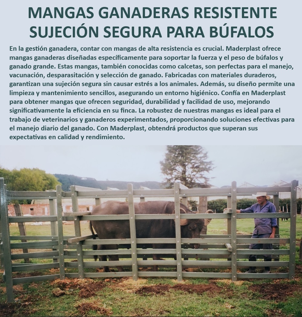 Manga ganadera 0 Brete Apretadero 0 Manga Fuerte sujeción de búfalos Maderplast Sujeción ganadera segura con materiales duraderos, - Sistemas de sujeción para ganado de gran tamaño, - ¿Cómo elegir un sistema de sujeción para ganado grande?, - Manga ganadera resistente a condiciones extremas, - Sistema de contención ganadera de alta calidad, - Mangas ganaderas para manejo sin estrés, - ¿Qué tipo de manga ganadera ofrece mayor seguridad?, - Corral de sujeción con diseño ergonómico, - Mangas ganaderas resistentes para manejo de búfalos, - Manga ganadera con durabilidad para búfalos, - ¿Cuál es la mejor manga ganadera para búfalos?, - Corral de apretamiento para bovinos y búfalos, - Sujeción sin estrés para manejo de ganado pesado, - Corral de sujeción para manejo seguro de ganado, - Sistema de sujeción ganadera eficiente Maderplast, - Manga de trabajo para manejo eficiente de ganado, - Manga ganadera diseñada para veterinarios, - Manga ganadera fácil de limpiar y mantener, - ¿Dónde encontrar mangas ganaderas de alta resistencia?, - Manga ganadera ideal para manejo de vacas y búfalos, - ¿Qué sistema de sujeción es ideal para manejo de búfalos?, - Manga ganadera de alta resistencia y seguridad, - Bretes de sujeción seguros para ganado grande, - Corral de sujeción con durabilidad garantizada, - Manga ganadera robusta y de fácil mantenimiento, - Manga ganadera modular con alta resistencia, - Manga ganadera para uso profesional, - Sujeción segura para manejo de búfalos grandes, - Manga de contención ganadera con diseño robusto, - Corral ganadero para manejo de grandes animales 0 Corral de sujeción Manga ganadera Manga de contención ganadera Manga de trabajo ganadera Corral de apretamiento para ganado sistema Manga 00 Manga ganadera 0 Brete Apretadero 0 Manga Fuerte sujeción de búfalos Maderplast 0 Corral de sujeción, , Manga ganadera, , Manga de contención ganadera, , Manga de trabajo ganadera, , Corral de apretamiento para ganado sistema Manga 00