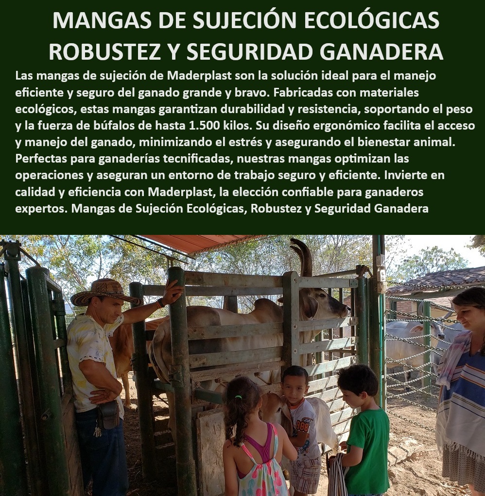 Manga ganadera 0 Brete Apretadero 0 Manga de sujeción de ganado Maderplast Corral confinar ganado de calidad, - Manga para ganado resistente a impactos, - Corral para trabajo ganadero intensivo, - Brete ganadero para ganado grande, - Sistemas ganaderos de contención segura, - Manga de contención ganadera segura, - ¿Qué sistema de sujeción de ganado es más resistente?, - Manga para manejo de ganado seguro, - ¿Cómo optimizar el manejo de ganado con una manga ganadera?, - Corral para ganadería tecnificada, - Corral para manejo seguro del ganado, - ¿Qué brete para ganado grande es más confiable?, - Manga y brete para ganado de alta calidad, - Brete para ganado gran resistencia, - Corral de trabajo ganadero eficiente, - Manga de sujeción para ganado, - Manga ganadera con fácil acceso, - Sistemas de manejo ganadero robustos, - Manga ganadera Maderplast resistente, - Manga ganadera modular adaptable, - Brete ganadero con fácil mantenimiento, - Brete de sujeción para ganado confiable, - Sistema de manejo de ganado eficiente, - Manga de manejo ganadero eficiente, - Manga ganadera de alta durabilidad, - Manga para ganado con diseño ergonómico, - ¿Cómo asegurar la eficiencia en el trabajo ganadero?, - Manga ganadera con diseño innovador, - Corral de trabajo para ganado bovino, - ¿Cuál es la mejor manga ganadera para manejo seguro? 0 Brete de sujeción de ganado grande con fácil acceso Corral de trabajo ganadero Manga de contención ganadera con robustez y seguridad Corral confinar Manga ganadera 0 Brete Apretadero 0 Manga de sujeción de ganado Maderplast 0 Brete de sujeción de ganado grande con fácil acceso, , Corral de trabajo ganadero,  Manga de contención ganadera con robustez y seguridad, , Corral confinar