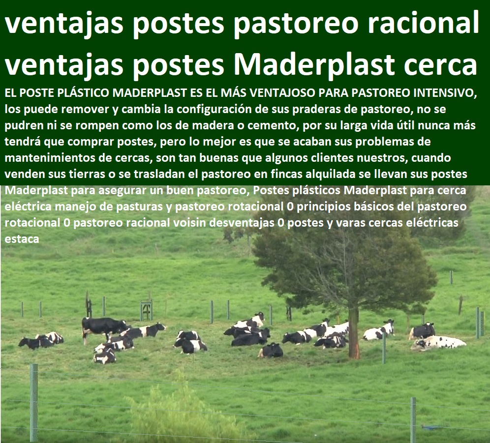 POSTES PARA CERCAS GANADERAS POSTE GANADERO MADERPLAST Cercas ganaderas seguras con postes plásticos, - Postes ganaderos resistentes a la intemperie, - Postes reciclados para cercas ganaderas ecológicas, - Postes ecológicos para cercas ganaderas eficientes, - ¿Qué tipo de poste es más duradero para cercas de ganado?, - Estacones plásticos para cercas de larga duración, - Postes para cercas de alta durabilidad Maderplast, - Postes para cercas ganaderas sin mantenimiento, - Postes plásticos para cercas de ganadería intensiva, - Postes plásticos que no se rompen ni quiebran, - Cercas ganaderas fáciles de instalar con postes plásticos, - Postes ganaderos de larga vida útil para cercas, - Postes para manejo de pasturas y cercas eléctricas, - ¿Cuál es el mejor poste plástico para cercas ganaderas?, - ¿Qué ventajas ofrecen los postes ganaderos reciclados?, - Estacones plásticos para cercas ganaderas durables, - Postes plásticos para pastoreo racional y rotacional, - Postes plásticos para cercas de fincas ganaderas, - Cercas eléctricas con postes plásticos Maderplast, - ¿Dónde comprar postes plásticos para cercas ganaderas?, - Postes para cercas ganaderas que no requieren pintura, - Cercas ganaderas con postes plásticos reciclados, - Postes ganaderos removibles para pastoreo rotacional, - Postes para cercas ganaderas sin mantenimiento requerido, - Postes plásticos Maderplast para cercas eficientes, - Postes reciclados para cercas ganaderas sostenibles, - Postes para cercas que no se pudren ni corroen, - ¿Cómo mejorar el pastoreo racional con postes plásticos?, - Postes plásticos para cercas ganaderas resistentes, - Postes ganaderos duraderos para pastoreo intensivo Madera para corral ganadero Postes plásticos para cercas Postes Cercas Estacones En Plástico Reciclado Postes Plásticos Bogotá Fábrica de Postes Estacones para Cercas Est POSTES PARA CERCAS GANADERAS, POSTE GANADERO, MADERPLAST, Madera para corral ganadero, Postes plásticos para cercas, Postes Cercas Estacones En Plástico Reciclado, Postes Plásticos Bogotá, Fábrica de Postes, Estacones para Cercas, Est