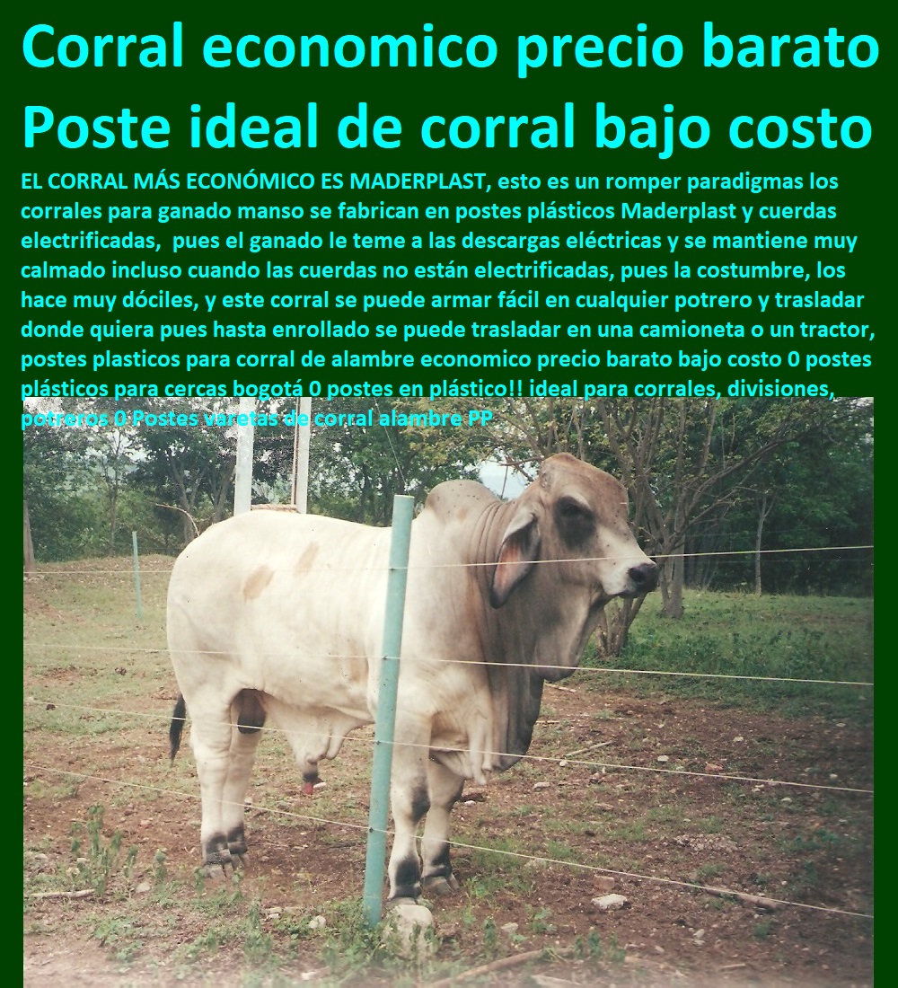 POSTES PARA CERCAS GANADERAS POSTE GANADERO MADERPLAST Postes plásticos para cercas eléctricas seguras, - Postes ligeros y resistentes para cercas, - Cercas ganaderas económicas y duraderas, - Postes para corrales de instalación rápida, - Cercas ganaderas con postes de larga vida útil, - Postes para cercas fáciles de transportar, - Postes de plástico para cercas eléctricas, - Postes plásticos para corrales económicos, - ¿Dónde comprar postes plásticos para potreros?, - Cercado económico para fincas ganaderas, - Postes plásticos resistentes al clima, - Sistema de cercado económico para fincas, - Postes para corrales de bajo mantenimiento, - ¿Cuál es el costo de postes plásticos para cercas?, - Postes para cercas ganaderas en Bogotá, - Cercado ganadero resistente y flexible, - ¿Cómo construir un corral económico para ganado?, - Cercas ganaderas móviles y económicas, - ¿Qué poste es más duradero para cercas eléctricas?, - Postes plásticos para cercas de alambre, - Postes plásticos para potreros y divisiones, - ¿Cuál es el mejor poste plástico para cercas ganaderas?, - Postes duraderos para corrales de ganado, - Estacones plásticos para cercas de potrero, - Postes ganaderos para cercas eléctricas, - Postes plásticos para cercas de bajo impacto ambiental, - Cercas ganaderas de bajo costo, - Postes para cercas de fácil instalación, - Postes plásticos para manejo de ganado, - Cercas ganaderas adaptables a cualquier terreno Postes Plásticos Bogotá Fábrica de Postes Estacones para Cercas Estacones plásticos y Madera plástica Estacón con punta de Madera Plástica Precio Postes Plásticos Para Cer POSTES PARA CERCAS GANADERAS, POSTE GANADERO, MADERPLAST, Postes Plásticos Bogotá, Fábrica de Postes, Estacones para Cercas, Estacones plásticos y Madera plástica, Estacón con punta de Madera Plástica, Precio Postes Plásticos Para Cer