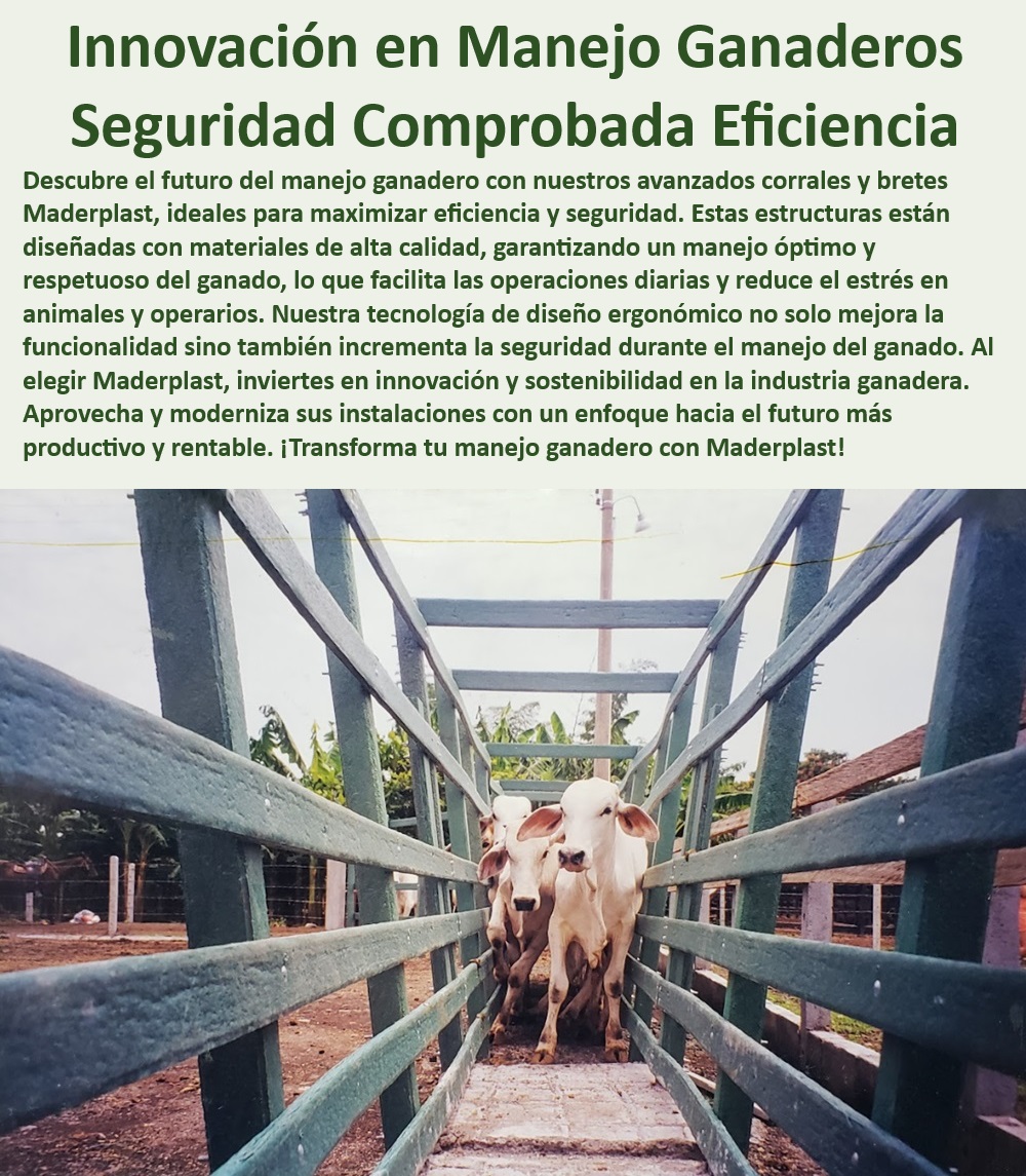 Brete Calceta Apretadero Óptimo Manejo Ganadero Manga de Selección Maderplast Corrales de captura de ganado resistentes, - Brete de sujeción para manejo intensivo, - Bretes con diseño ergonómico avanzado, - Sistema de sujeción optimizado para ganado, - Bretes de alta calidad para ganadería, - Manga de sujeción ganadera para engorde, - Corrales con seguridad comprobada, - Bretes resistentes para manejo de ganado, - Manga de selección ganadera duradera, - Brete para manejo ganadero eficiente, - ¿Cómo elegir un brete duradero para manejo intensivo?, - ¿Cuál es el mejor brete para manejo seguro de ganado?, - Bretes ergonómicos para manejo seguro, - Bretes de captura para manejo profesional, - Sistema de bretes para ganadería eficiente, - Sistema de sujeción para engorde de ganado, - Corrales de engorde de reses confiables, - ¿Qué sistema de sujeción es más eficiente para engorde de ganado?, - Sistema de manejo eficiente para ganado, - Sistema de bretes avanzado para ganadería, - Manga de manejo para ganado seguro, - Manga de selección para ganado tecnificado, - Manga de sujeción para selección de reses, - ¿Cómo mejorar la seguridad en el manejo ganadero?, - ¿Qué corrales son recomendados para selección de ganado?, - Corrales plásticos de alta durabilidad, - Corrales de captura de alta eficiencia, - Manga de engorde de ganado robusta, - Manga sujeción ganadera avanzada, - Corrales para operaciones ganaderas tecnificadas 0 Manga de engorde de ganado Manga sujeción Manga captura Corral de engorde de reses Sistema de bretes Corral de sujeción de reses Sistemas Brete Calceta Apretadero Óptimo Manejo Ganadero Manga de Selección Maderplast 0 Manga de engorde de ganado, , Manga sujeción, , Manga captura, , Corral de engorde de reses, , Sistema de bretes, , Corral de sujeción de reses Sistemas