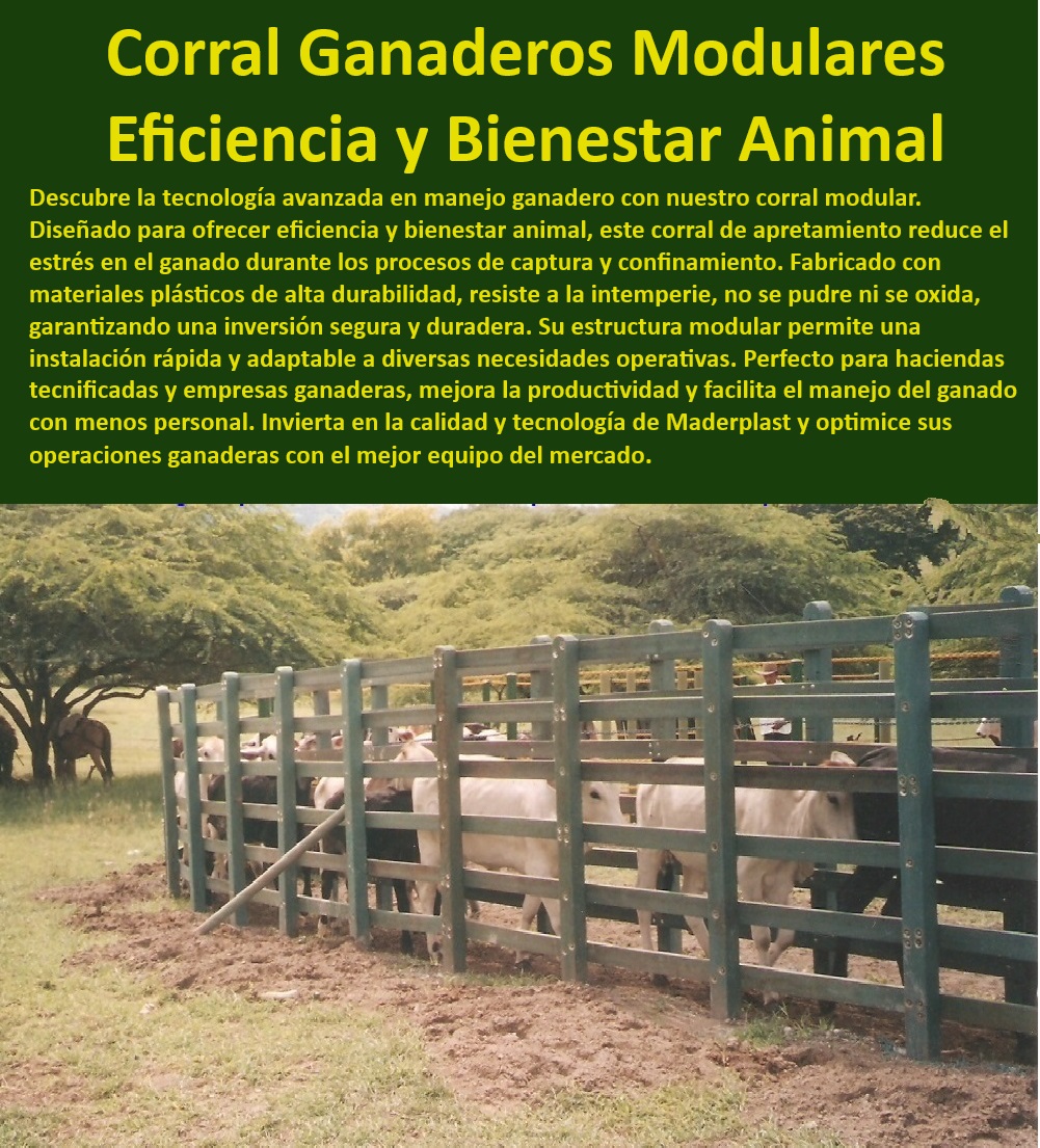 Brete Curvado Óptimo Manejo Ganadero Calceta Circular Antiestrés Maderplast Corral ganadero resistente y duradero, - Corral modular con estructura antiestrés, - Estructura modular para corrales, - Corral de captura para ganadería, - ¿Qué corral ofrece mayor durabilidad para manejo ganadero?, - ¿Qué corral ganadero reduce el estrés en el ganado?, - Corral de apretamiento con sistema modular, - Corral de apretamiento para grandes ganaderías, - Corral para manejo seguro de ganado, - Corral ganadero de fácil instalación, - Corral modular para manejo ganadero, - Corral de apretamiento sin estrés para ganado, - ¿Cómo instalar un corral modular de apretamiento?, - Corral de apretamiento con bajo mantenimiento, - Corral para manejo eficiente de ganado, - Corral ganadero resistente a la intemperie, - Corral ganadero con tecnología avanzada, - Corral ganadero adaptable y seguro, - Corral antiestrés para bienestar animal, - Corral modular para haciendas tecnificadas, - ¿Dónde comprar corrales ganaderos modulares de alta calidad?, - Corral de apretamiento eficiente y seguro, - ¿Cuál es el mejor corral modular para ganado?, - Corral ganadero antiestrés Maderplast, - Corral ganadero de alta calidad Maderplast, - Corral de apretamiento para bienestar animal, - Corral plástico para ganado duradero, - Corral de apretamiento modular, - Corral modular para captura de ganado, - Corral plástico de alta durabilidad 0 Corral de trabajo ganadero con estructura modular Corral de apretamiento para ganado con sistema antiestrés Brete de captura de ganado Corral ganad0 Brete Curvado Óptimo Manejo Ganadero Calceta Circular Antiestrés Maderplast 0 Corral de trabajo ganadero con estructura modular, , Corral de apretamiento para ganado con sistema antiestrés, , Brete de captura de ganado , Corral ganad0