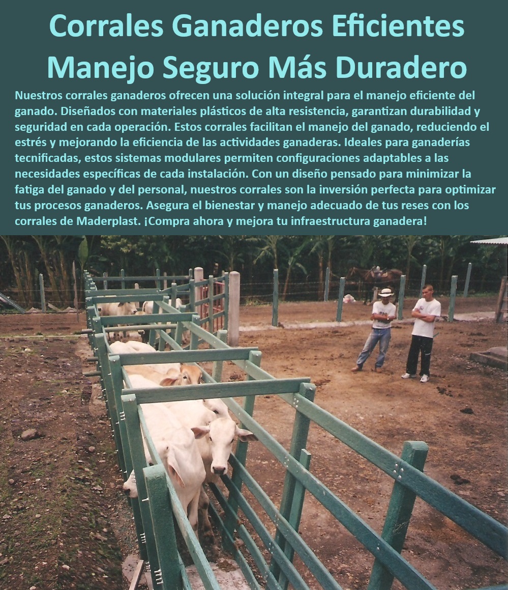 Brete De Manejo Ganadero Brete De Captura Trabajo Calceta Ganadera Maderplast Manga de selección para ganado bravo, - Corral modular para ganaderías tecnificadas, - Brete de manejo ganadero duradero, - Corral ganadero para manejo profesional, - Sistema de manejo ganadero modular, - Sistema modular para ganaderías modernas, - Corral para manejo intensivo de ganado, - Manga ganadera modular resistente, - Corral ganadero con bajo mantenimiento, - Corral modular adaptable a ganaderías, - ¿Cuál es el corral más resistente para manejo intensivo de ganado?, - Brete de captura ganadero modular, - Corral ganadero modular alta resistencia, - Brete ganadero eficiente y seguro, - ¿Cómo optimizar el manejo de ganado con un brete modular?, - Corral ganadero para manejo tecnificado, - Corral de alta durabilidad y seguridad, - Corral de captura con diseño avanzado, - Sistema ganadero seguro y eficiente, - Corral para selección de ganado resistente, - Estructura ganadera para manejo eficiente, - ¿Cuál es el mejor corral modular para manejo ganadero seguro?, - ¿Qué sistema ganadero garantiza seguridad y eficiencia?, - Sistema de bretes ganaderos resistentes, - Sistema de manejo ganadero adaptable, - ¿Qué brete ganadero es ideal para captura y selección?, - Brete ganadero con diseño modular, - Estructura ganadera con eficiencia comprobada, - Corral de captura para manejo seguro, - Brete para manejo seguro de ganado 0 Embarcadero ganadero con estructura modular Brete ganado Sistema de bretes ganaderos con eficiencia comprobada Manga de selección de ganado bravo Brete De Manejo Ganadero Brete De Captura Trabajo Calceta Ganadera Maderplast 0 Embarcadero ganadero con estructura modular, , Brete ganado, , Sistema de bretes ganaderos con eficiencia comprobada, , Manga de selección de ganado bravo