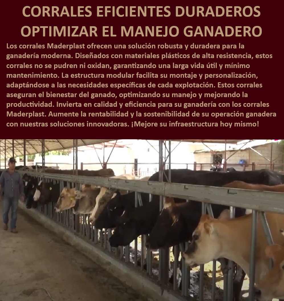 Corrales Estabulados Establos bovinos Diseño Corrales confinados Maderplast Establos ganaderos resistentes a la corrosión, - Establos ganaderos con larga vida útil, - Soluciones ganaderas para manejo intensivo, - ¿Qué tipo de corrales ganaderos garantizan durabilidad y sostenibilidad?, - Establos bovinos adaptables a distintas necesidades, - Corrales ganaderos personalizables, - Diseño de corrales ganaderos eficientes, - Corrales para optimización del manejo ganadero, - Establos para ganadería moderna, - Establos ganaderos diseñados para productividad, - ¿Qué corrales son ideales para estabulación bovina?, - ¿Cuáles son los corrales ganaderos más eficientes para manejo intensivo?, - Establos ganaderos fáciles de instalar, - Corrales ganaderos que no se pudren, - Corrales flexibles para ganadería eficiente, - Estructuras modulares para ganado bovino, - Corrales ganaderos con tecnología avanzada, - ¿Dónde encontrar establos ganaderos duraderos y fáciles de instalar?, - Diseño de corrales para manejo bovino, - Estructuras ganaderas con alta durabilidad, - Corrales estabulados para ganado bovino, - Corrales ganaderos modulares, - Establos ganaderos robustos y eficientes, - ¿Cómo mejorar la productividad con corrales ganaderos modernos?, - Corrales para ganadería sostenible, - Corrales ganaderos resistentes a la intemperie, - Corrales ganaderos con fácil montaje, - Corrales ganaderos con mínimo mantenimiento, - Corrales bioclimáticos para ganado, - Establos bovinos de alta durabilidad 0 Establos ganaderos Corrales bioclimáticos Diseño de corrales para optimizar el manejo del ganado bovino Manejo de ganado Corrales flexibles Corral Corrales Estabulados Establos bovinos Diseño Corrales confinados Maderplast 0 Establos ganaderos, , Corrales bioclimáticos, , Diseño de corrales para optimizar el manejo del ganado bovino, , Manejo de ganado, Corrales flexibles Corral