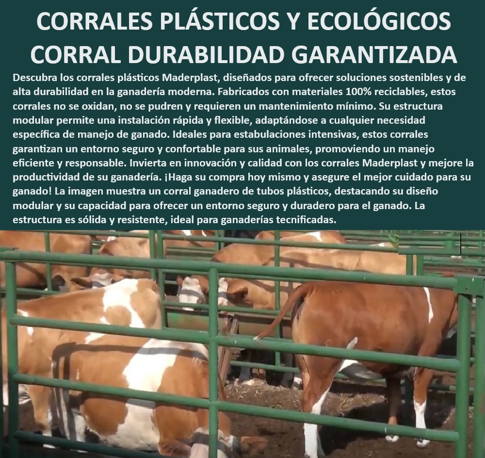 Corrales de Tubos Alta Durabilidad Bajo Mantenimiento Corrales Duraderos Maderplast Corrales plásticos con alta durabilidad y bajo mantenimiento, - Soluciones sostenibles en estabulación ganadera intensiva, - ¿Cómo mejorar la eficiencia en la ganadería con corrales modulares?, - Corrales ecológicos para estabulación eficiente y responsable, - Eficiencia en estabulación ganadera con corrales modulares, - Corrales plásticos que promueven un manejo responsable, - Corrales de plástico ideales para estabulaciones intensivas, - Corrales sostenibles para un entorno seguro y confortable, - Corrales modulares que no se oxidan ni se pudren, - Tecnología de estabulación en corrales de alta durabilidad, - ¿Cuáles son los beneficios de corrales plásticos en estabulación intensiva?, - Ganadería sostenible con corrales de tubos reciclables, - Soluciones ganaderas con corrales ecológicos y eficientes, - Corrales de fácil montaje para ganaderías tecnificadas Maderplast, - Soluciones de confinamiento para ganadería lechera intensiva, - Mantenimiento mínimo en corrales plásticos para ganadería, - ¿Cómo asegurar una ganadería moderna y responsable con corrales duraderos?, - Manejo de ganado en corrales duraderos y seguros, - Estabulación ganadera con corrales de larga vida útil, - Corrales de alta durabilidad para ganadería moderna y tecnificada, - Estructura modular para adaptación a necesidades ganaderas, - Instalación rápida de corrales plásticos para ganadería, - Corrales plásticos para manejo eficiente en ganaderías tecnificadas, - ¿Qué corrales plásticos son los más duraderos y sostenibles?, - Corrales de tubos plásticos que ofrecen seguridad y resistencia, - Corrales de tubos reciclables para ganadería moderna, - Corrales que garantizan bienestar animal y productividad, - Innovación en corrales plásticos para ganadería avanzada, - Corrales modulares de fácil instalación y alta resistencia, - ¿Qué tipo de corrales garantizan el bienestar animal y la productividad? 0 Ganadería sostenible Corrales de confinamiento Soluciones de estabulación para ganadería lechera intensiva Tecnología estabulación Corrales Corrales de Tubos Alta Durabilidad Bajo Mantenimiento Corrales Duraderos Maderplast 0 Ganadería sostenible, , Corrales de confinamiento, , Soluciones de estabulación para ganadería lechera intensiva, , Tecnología estabulación Corrales