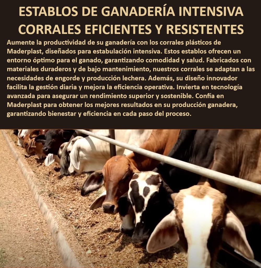 Corrales tecnificados estabulación Establos bovinos confinados Corrales Maderplast Corrales ganaderos para producción lechera, - Corrales ganaderos para maximizar productividad, - Soluciones innovadoras para estabulación bovina, - Diseño de establos bovinos modulares, - Tecnología avanzada en corrales ganaderos, - Establos bovinos para ganadería intensiva, - Diseño de corrales ganaderos resistentes, - ¿Dónde comprar corrales plásticos duraderos para ganado?, - Establos para ganadería moderna y sostenible, - Corrales ganaderos adaptables a distintas necesidades, - Corrales tecnificados para ganadería intensiva, - Establos de engorde con materiales duraderos, - Establos bovinos de alta eficiencia, - Corrales ganaderos con fácil instalación, - ¿Cuáles son los mejores corrales para ganadería intensiva?, - Estructuras ganaderas con rendimiento superior, - Establos de engorde con alta durabilidad, - Corrales plásticos para estabulación intensiva, - Eficiencia operativa en establos ganaderos, - Corrales para manejo intensivo de ganado, - ¿Qué tipo de corrales son ideales para estabulación intensiva?, - ¿Cómo mejorar la eficiencia en establos ganaderos modernos?, - Estructuras ganaderas duraderas y resistentes, - Corrales ganaderos que garantizan bienestar animal, - Soluciones ganaderas sostenibles y eficientes, - Corrales para optimización del manejo ganadero, - Establos bovinos con tecnología avanzada, - Establos para producción ganadera intensiva, - ¿Qué corrales garantizan el bienestar y productividad del ganado?, - Establos ganaderos con bajo 0 GANADERÍA INTENSIVA Corrales plásticos Establos de engorde Corrales eficientes Establos de engorde de ganado con materiales resistentes 0 Corrales tecnificados estabulación Establos bovinos confinados Corrales Maderplast 0 GANADERÍA INTENSIVA, , Corrales plásticos, , Establos de engorde, , Corrales eficientes, , Establos de engorde de ganado con materiales resistentes 0