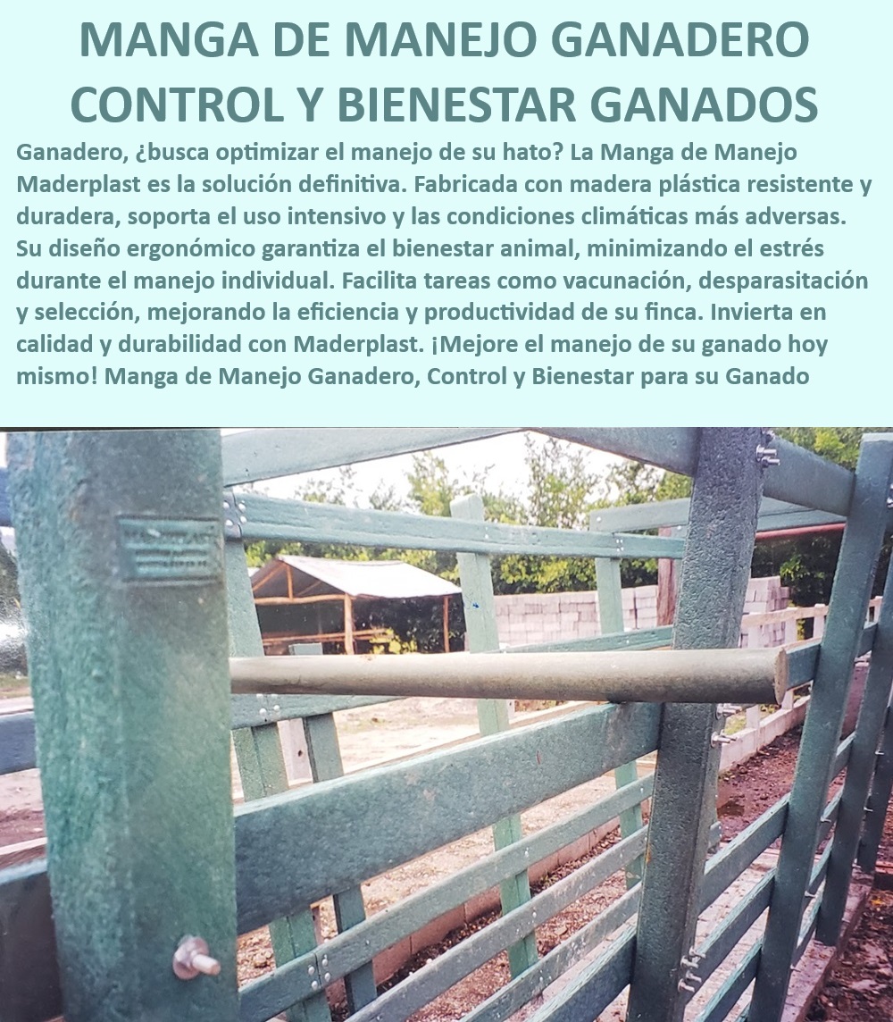 Manga Calceta de Ganado Corral Fijo Móvil Sistema de Control Ganadero Maderplast Manga ganadera con diseño ergonómico, - ¿Qué sistema de control ganadero es más eficiente?, - Manga de manejo para ganado fino, - Manga de selección ganadera robusta, - Corral ganadero de alta resistencia, - Corral ganadero con manejo seguro, - ¿Cuál es la mejor manga de manejo para ganado?, - ¿Qué características debe tener una buena manga ganadera?, - ¿Cómo optimizar el manejo de mi ganado con seguridad?, - Manga ganadera de fácil instalación, - Manga de manejo bovino resistente, - Manga ganadera para engorde, - Manga ganadera para grandes hatos, - ¿Dónde comprar mangas ganaderas duraderas y resistentes?, - Manejo de ganado sin lesiones, - Corral modular para control de ganado, - Manejo ganadero optimizado con Maderplast, - Corral de manejo intensivo adaptable, - Sistema modular de manejo ganadero, - Manga de manejo sin estrés para ganado, - Corral fijo y móvil para ganado, - Control total en manejo ganadero, - Manejo de ganado con ergonomía avanzada, - Manga de captura para ganado intensivo, - Sistema de manejo ganadero avanzado, - Manga ganadera para manejo profesional, - Manga de manejo ganadero duradera, - Sistema de control ganadero eficiente, - Brete de captura para manejo eficiente, - Manejo seguro y eficiente de ganado 0 Brete captura Manga de engorde Brete de captura Corral de manejo intensivo con control total Manga de selección ganadera Corral confinar Manga Calceta de Ganado Corral Fijo Móvil Sistema de Control Ganadero Maderplast 0 Brete captura, , Manga de engorde, , Brete de captura, , Corral de manejo intensivo con control total, , Manga de selección ganadera, , Corral confinar