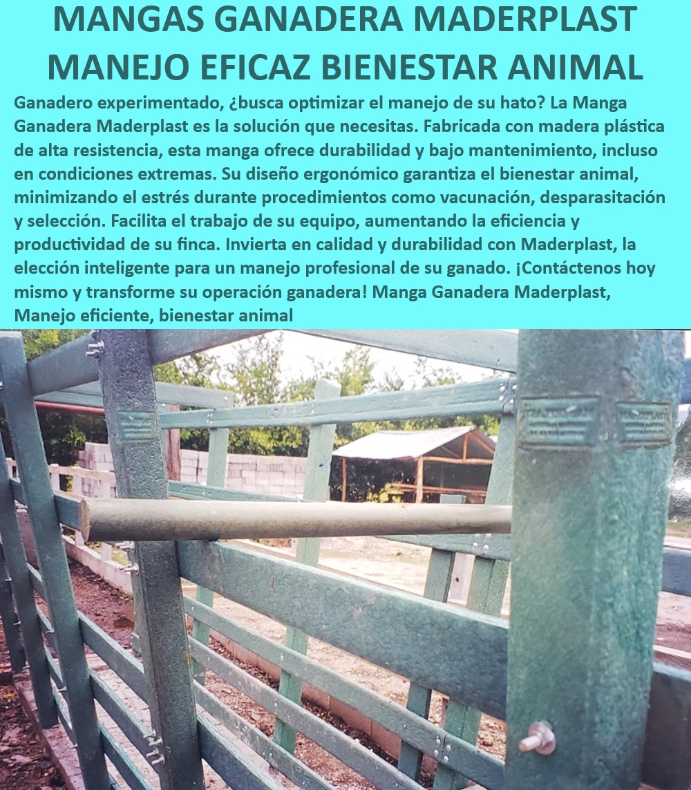 Manga Calceta de Ganado Corral Fijo Móvil Sistema de Control Ganadero Maderplast Mangas ganaderas que mejoran productividad, - Manga ganadera modular alta resistencia, - Brete de sujeción para ganado eficiente, - Sistema de marcación ganadera optimizado, - Manga ganadera con apertura rápida, - ¿Dónde comprar bretes ganaderos con sistema antiestrés?, - Corrales ganaderos de madera plástica resistente, - Manga ganadera para climas extremos, - Brete de manejo para selección ganadera, - Manejo profesional de ganado con bretes seguros, - Brete para manejo seguro de ganado, - Brete ganadero con diseño antiestrés, - Corrales de control ganadero robustos, - ¿Cuál es el mejor brete para manejo de ganado?, - Control ganadero con baja necesidad de mantenimiento, - Corrales modulares para manejo animal, - Brete ganadero que reduce estrés animal, - ¿Qué manga ganadera ofrece mejor durabilidad?, - Brete ganadero para operaciones productivas, - Sistema de sujeción ganadero de alta resistencia, - Manejo ganadero con ergonomía avanzada, - Brete ganadero con fácil ajuste, - Manga ganadera con sistema de apertura rápida, - Corrales fijos y móviles de fácil instalación, - ¿Cómo optimizar el control ganadero con mangas?, - Manejo ganadero con alta durabilidad, - Sistema de control ganadero eficiente, - Corrales ganaderos para maximizar eficiencia, - Mangas ganaderas para optimización de hato, - ¿Qué corrales son más eficientes para manejo animal? 0 Brete de control Brete con sistema de apertura rápida Marcación de ganado con sistema antiestrés Brete manejo ganadero Brete de sujeción 00 Manga Calceta de Ganado Corral Fijo Móvil Sistema de Control Ganadero Maderplast 0 Brete de control, , Brete con sistema de apertura rápida, , Marcación de ganado con sistema antiestrés, , Brete manejo ganadero, , Brete de sujeción 00