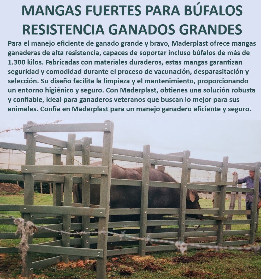 Manga ganadera 0 Brete Apretadero 0 Manga Fuerte sujeción de búfalos Maderplast Brete de apretadero para ganado fuerte, - Corral de sujeción de alta resistencia, - Manga para manejo de ganado de 1.300 kg, - Manga ganadera con puertas automáticas, - Corral de sujeción para procesos de selección, - Corral de sujeción de reses duradero, - Corral de sujeción con puertas automáticas, - Sistema de contención para ganado bravo, - Sistema de sujeción para manejo de búfalos, - Manga para engorde de ganado eficiente, - Brete ganadero para ganado grande seguro, - Manga fuerte para sujeción de búfalos, - Manga ganadera para búfalos resistente, - ¿Cuál es la mejor manga para manejo de búfalos?, - Sistema de sujeción para manejo seguro, - ¿Qué sistema de apretadero es más seguro para búfalos?, - ¿Dónde comprar mangas resistentes para ganado grande?, - Sistema de sujeción de ganado confiable, - Corral de apretamiento para ganado pesado, - Manga ganadera para selección y manejo, - Manga ganadera resistente de alta calidad, - ¿Qué brete ganadero es ideal para ganado bravo?, - Manga ganadera higiénica y segura, - Manga de engorde para ganado grande, - Rampa de desembarque para ganado pesado, - Sistema de manejo para ganado bravo confiable, - Brete de apretadero para ganado pesado, - Brete de sujeción con diseño robusto, - ¿Cómo elegir un sistema de sujeción para ganado pesado?, - Manga de vacunación para ganado resistente 0 Manga de engorde de ganado grande con materiales de calidad Corral de sujeción de reses con puertas automáticas Rampa de desembarque para ganado 0 