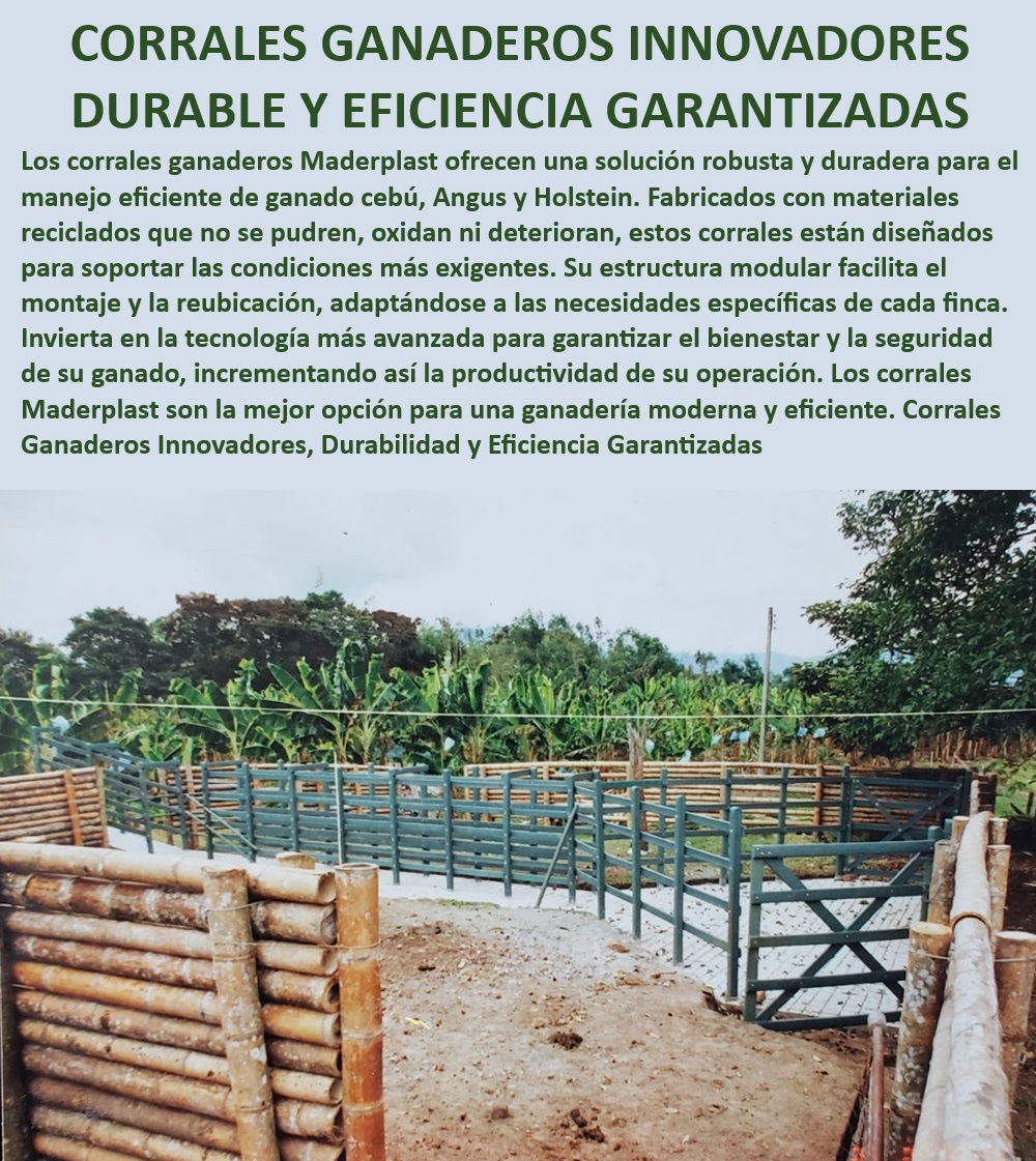 Manga ganadera 0 Brete Apretadero 0 Manga de sujeción de ganado Maderplast Corrales para ganadería de alto rendimiento, - Sistemas de contención para ganado Angus, - Corrales para manejo de grandes volúmenes de ganado, - ¿Qué corrales son más eficientes para manejo de ganado en climas extremos?, - Corrales modulares con mínima necesidad de mantenimiento, - Corrales ganaderos para maximizar la productividad, - Corrales duraderos para ganadería eficiente, - ¿Qué tipo de corral es ideal para ganado Angus y Holstein?, - Corrales ganaderos innovadores y duraderos, - Corrales reciclados de larga vida útil, - Corrales para ganadería de alta tecnología, - Corrales diseñados para bienestar animal, - Corrales ganaderos para condiciones extremas, - Corrales de alta resistencia para ganado cebú, - Corrales para manejo de ganado Holstein, - ¿Cuál es el mejor corral modular para ganadería sostenible?, - Corrales para manejo eficiente de ganado, - Corrales ganaderos con adaptación flexible, - Corrales modulares adaptables a cualquier terreno, - Corrales ganaderos con fácil instalación, - Corrales resistentes a la oxidación y el vandalismo, - Corrales ecológicos para ganadería moderna, - ¿Cómo elegir un corral ganadero resistente a la oxidación?, - Corrales ganaderos para fincas sostenibles, - Infraestructura ganadera con alta durabilidad, - Sistemas ganaderos sostenibles y resistentes, - Corrales con estructura modular resistente, - Corrales eficientes para ganadería tecnificada, - ¿Qué corrales garantizan durabilidad y bajo mantenimiento para ganado?, - Corrales modulares para reubicación rápida 0 ecológico Manga de sujeción Brete optimizado para grandes volúmenes Manga de control ganadero Apretadero de reses Brete captura Manga de trabajo Manga ganadera 0 Brete Apretadero 0 Manga de sujeción de ganado Maderplast 0 ecologico Manga de sujeción, , Brete optimizado para grandes volúmenes, , Manga de control ganadero, , Apretadero de reses, , Brete captura, Manga de trabajo