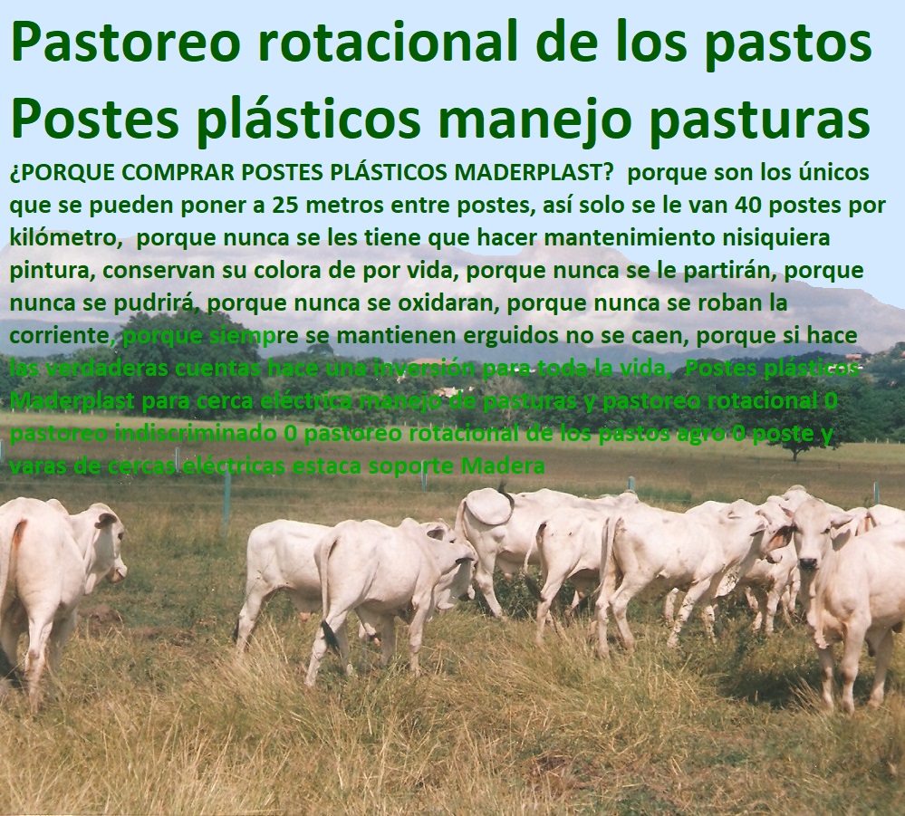 POSTES PARA CERCAS GANADERAS POSTE GANADERO MADERPLAST Postes ganaderos que no se oxidan ni se pudren, - Cercas ganaderas modernas con postes plásticos, - ¿Qué postes de cerca son más duraderos y resistentes al clima?, - Cercas eléctricas eficientes con postes plásticos, - Cercas ganaderas duraderas con postes de plástico, - Soluciones de cercas para ganadería intensiva, - ¿Cuáles son los beneficios de usar postes plásticos para pastoreo?, - Mantenimiento cero con postes plásticos para cercas, - Postes de plástico resistentes para manejo de pasturas, - Postes para pastoreo que nunca se rompen ni se parten, - Soluciones en cercas ganaderas con postes plásticos, - Postes ganaderos que no se caen ni se deforman, - Postes Maderplast que conservan su color de por vida, - Postes de Maderplast que soportan cargas extremas, - Postes plásticos de Maderplast para cercas ecológicas, - ¿Cuáles son los mejores postes plásticos para cercas ganaderas?, - Pastoreo rotacional eficiente con postes Maderplast, - ¿Qué postes de cerca garantizan durabilidad sin oxidarse?, - Postes para cercas que resisten condiciones extremas, - Postes Maderplast para cercas eléctricas duraderas, - Postes ganaderos con garantía de durabilidad, - Soluciones de cercas ganaderas con postes resistentes, - Postes plásticos de larga duración para pastoreo rotacional, - Manejo de pasturas con postes plásticos de alta calidad, - Postes de plástico que no requieren mantenimiento, - Postes plásticos para cercas con máxima resistencia, - Postes plásticos para cercas ganaderas duraderas, - ¿Cómo mantener cercas ganaderas sin necesidad de mantenimiento?, - Postes plásticos para cercas que no necesitan pintura, - Postes plásticos antirobo para cercas ganaderasEstacones plásticos y Madera plástica Estacón con punta de Madera Plástica Precio Postes Plásticos Para Cercas Estacones de madera precio Estacones plasticos homecenter Es POSTES PARA CERCAS GANADERAS, POSTE GANADERO, MADERPLAST, Estacones plásticos y Madera plástica, Estacón con punta de Madera Plástica, Precio Postes Plásticos Para Cercas, Estacones de madera precio, Estacones plasticos homecenter, Es