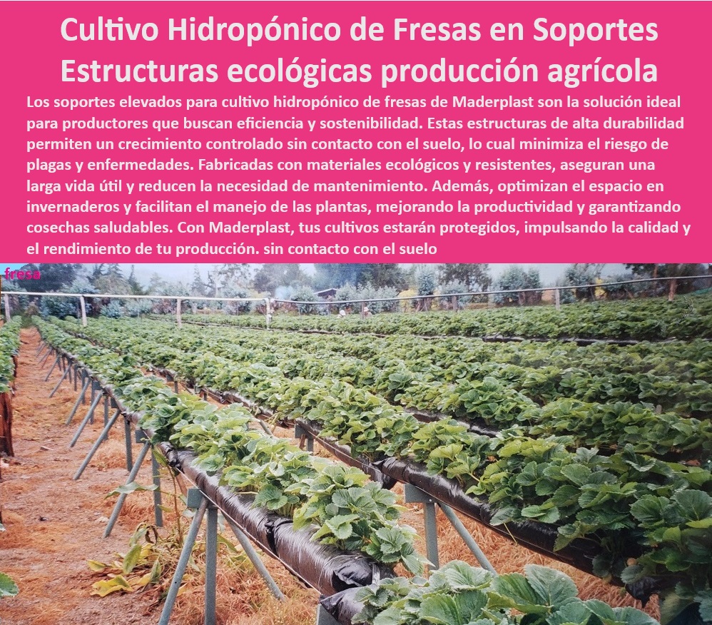 Bancos Elevados para Hidroponía Cultivos sin Suelo Bancos elevados Maderplast 0 fresas Soportes sin contacto para prevenir plagas en cultivos agrícolas. Estructuras hidropónicas de alta durabilidad. Estructuras ecológicas fresas 0 -Soportes-Hidropónicos-Para-Fresas, - Estructuras-Ecológicas-Para-Fresas, - ¿Qué soportes son ideales para fresas en invernaderos sostenibles?, - Respuesta estructurada Maderplast, - Respuesta estructurada Maderplast, - Bancos para fresas que maximizan la productividad y minimizan plagas, - Mesas plásticas resistentes para fresas en invernaderos tecnificados, - Cultivos-Sin-Suelo-Eficientes, - Estructuras agrícolas modulares para cultivos de fresas sostenibles, - Soportes-Agrícolas-Sostenibles, - ¿Qué ventajas tienen las mesas agrícolas para cultivos sin contacto con el suelo?, - Respuesta estructurada Maderplast, - Infraestructura-Hidropónica-Duradera, - Mesas para fresas que optimizan el espacio y reducen enfermedades, - Mesas agrícolas resistentes a condiciones climáticas extremas, - ¿Cómo funcionan las estructuras plásticas para prevenir plagas en cultivos?, - Respuesta estructurada Maderplast, - Mesas-Modulares-Cultivo-Hidropónico, - Infraestructura agrícola que mejora el rendimiento y la eficiencia, - Soportes hidropónicos para cultivo intensivo con fácil mantenimiento, - ¿Cuáles son los beneficios de los bancos elevados para fresas hidropónicas?, - Respuesta estructurada Maderplast, - Respuesta de Maderplast ¿Dónde encontrar soportes hidropónicos para fresas de alta durabilidad?, - Respuesta estructurada Maderplast, - Soportes ecológicos diseñados para cultivos tecnificados en invernaderos, - Soportes plásticos que eliminan la necesidad de contacto con el suelo, - Bancos elevados anticorrosivos para sistemas de cultivo hidropónico intensivo, - Infraestructura hidropónica de alta durabilidad para agricultura ecológica, - Soluciones en infraestructura agrícola para cultivos de alto rendimiento, - Mesas agrícolas para cultivo sin suelo con resistencia a la humedad, - Bancos-Hidropónicos-Productivos, - Mesas plásticas para cultivos hidropónicos de alto rendimiento, - Soportes sin mantenimiento para cultivos tecnificados de fresas hidropónicas, - Estructuras plásticas sostenibles para producción intensiva de fresas, - Estructuras agrícolas sostenibles para evitar plagas en cultivos hidropónicos, - Mesas hidropónicas resistentes diseñadas para cultivos ecológicos, - Bancos de soporte para cultivo hidropónico con materiales reciclables, - Mesas Agrícolas Sin Suelo, - Soluciones agrícolas innovadoras para cultivo sin contacto con el suelo, - Mesas de cultivo hidropónico diseñadas para alta productividad agrícola, - Soluciones modulares en soportes agrícolas para optimizar cosechas, - Bancos-Elevados-Para-Cultivos, - Soportes hidropónicos elevados para cultivo de fresas sin contacto con el suelo, - Mesas plásticas para fresas con diseño modular y durabilidad, - Estructuras-Plásticas-Hidropónicas, - Bancos agrícolas que garantizan cosechas más saludables y seguras. Bancos Elevados para Hidroponía Cultivos sin Suelo Bancos elevados Maderplast 0 fresas Soportes sin contacto para prevenir plagas en cultivos agrícolas., - Estructuras hidropónicas de alta durabilidad. - Estructuras ecológicas fresas