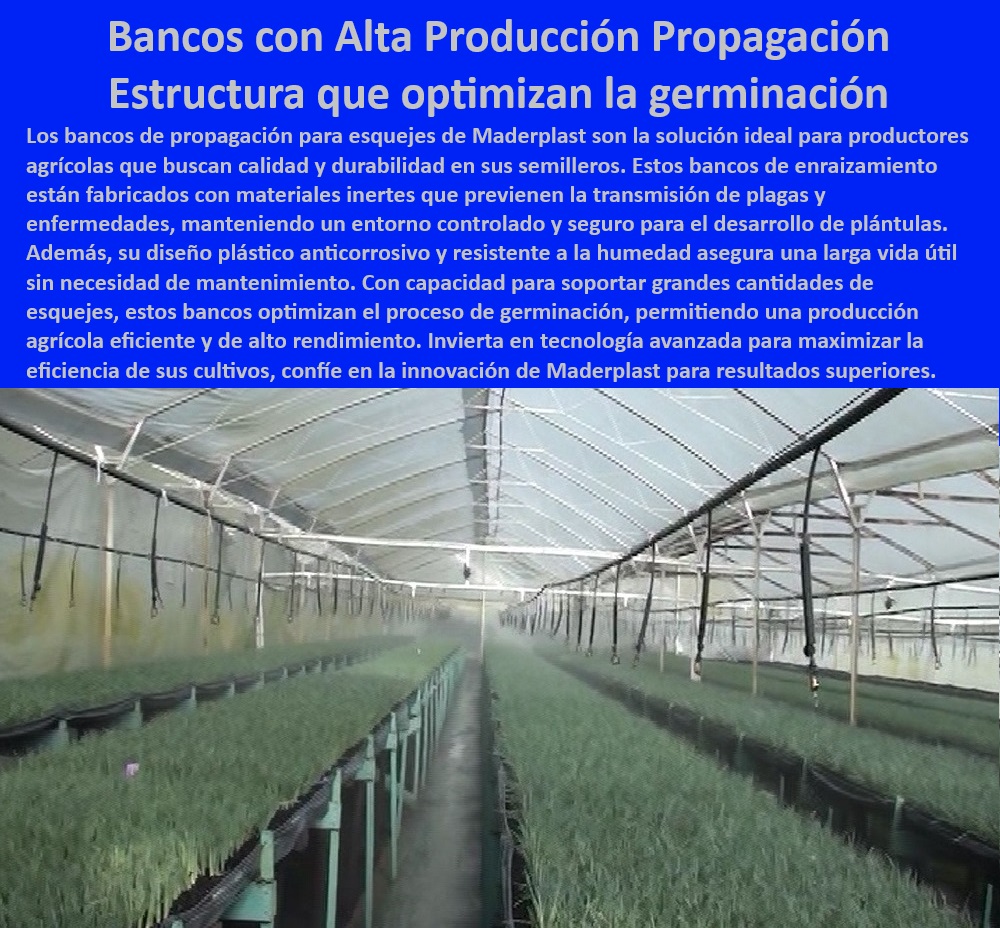 Bancos de Enraizamiento para Cultivos de Alto Rendimiento Maderplast 0 Nebulización Mesas de germinación con control de temperatura estable Soporte plástico para semilleros de larga vida útil Sistemas plásticos para agricultura Soluciones agrícolas plásticas para viveros con materiales no tóxicos, - Sistemas agrícolas tecnificados con estructuras plásticas resistentes y seguras, - Mesas de cultivo agrícola para germinación eficiente en ambientes controlados, - Mesas de propagación con drenaje optimizado y sin mantenimiento, - Mesas-Para-Propagación-De-Plantas, - Bancos plásticos para germinación y propagación de plantas saludables, - Infraestructura agrícola para semilleros con sistemas de temperatura controlada, - Soportes-Plásticos-Para-Cultivos, - Sistemas-De-Germinación-Avanzada, - Bancos para viveros agrícolas diseñados para maximizar la germinación, - Bancos de propagación para esquejes con alta eficiencia y durabilidad, - Mesas plásticas para viveros con sistemas de control térmico y drenaje, - Bancos para semilleros con tecnología avanzada para propagación agrícola, - Bancos-De-Enraizamiento-Agrícola, - ¿Cuáles son los mejores bancos para germinación agrícola sostenible?, - Respuesta estructurada Maderplast, - Bancos para propagación de esquejes con control de temperatura avanzado, - Mesas de cultivo agrícola con materiales reciclables y sostenibles, - Estructuras-Plásticas-Para-Viveros, - Sistemas agrícolas plásticos para cultivos sostenibles y tecnificados, - Sistemas de propagación agrícola con diseño plástico innovador y eficiente, - Estructuras de soporte para semilleros con alta resistencia y durabilidad, - ¿Qué estructuras agrícolas son más duraderas y sostenibles para viveros?, - Respuesta estructurada Maderplast, - Mesas plásticas de germinación con sistema de nebulización integrado, - Infraestructura para semilleros agrícolas con resistencia a plagas y humedad, - ¿Cómo funcionan los sistemas de nebulización en mesas agrícolas?, - Respuesta estructurada Maderplast, - Respuesta de Maderplast ¿Qué bancos de enraizamiento son ideales para cultivos de alto rendimiento?, - Respuesta estructurada Maderplast, - Bancos-Para-Semilleros-Tecnificados, - Mesas-Agrícolas-Con-Nebulización, - Bancos para viveros agrícolas con diseño innovador y sostenible, - Mesas-De-Germinación-Control-Térmico, - Soluciones en mesas agrícolas para viveros con alto rendimiento garantizado, - Sistemas-De-Propagación-Eficiente, - ¿Dónde comprar mesas de propagación con control de temperatura?, - Respuesta estructurada Maderplast, - Sistemas de germinación para viveros de producción intensiva agrícola, - Infraestructura-Agrícola-Sostenible, - Bancos de enraizamiento con control térmico para propagación agrícola eficiente, - Mesas agrícolas resistentes a la humedad para cultivos de alto rendimiento, - Bancos de germinación con materiales anticorrosivos para ambientes húmedos, - Soluciones plásticas para propagación de plantas en entornos controlados, - Estructuras modulares para agricultura tecnificada con alta resistencia UV Bancos de Enraizamiento para Cultivos de Alto Rendimiento Maderplast 0 Nebulización Mesas de germinación con control de temperatura estable, - Soporte plástico para semilleros de larga vida útil - Sistemas plásticos para agricultura