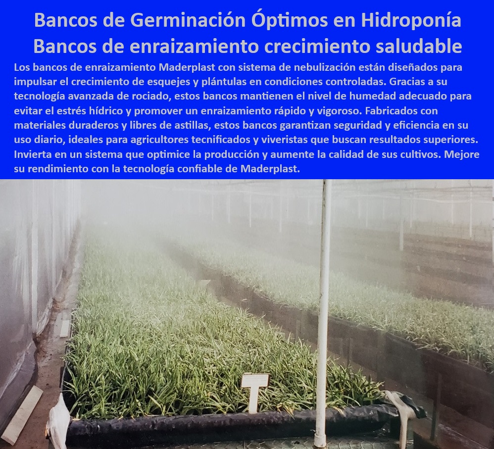 Bancos de Enraizamiento para Cultivos de Alto Rendimiento Maderplast 0 Nebulización Soluciones sostenibles para germinación agrícola Bancos para propagación de esquejes Bancos de enraizamiento con control de temperatura bancos 0 Bancos para viveros con materiales resistentes al agua y la humedad, - Infraestructura-Agrícola-Sostenible, - ¿Qué sistemas son ideales para enraizamiento hidropónico eficiente?, - Respuesta estructurada Maderplast, - Infraestructura agrícola para enraizamiento rápido y eficiente, - Bancos agrícolas con sistema de nebulización para crecimiento saludable, - ¿Cuáles son las mejores mesas para propagación agrícola sostenible?, - Respuesta estructurada Maderplast, - Bancos-Para-Esquejes-Controlados, - Bancos-De-Enraizamiento-Tecnificado, - Infraestructura modular para cultivos tecnificados y sostenibles, - Bancos de enraizamiento para viveros agrícolas tecnificados, - Mesas-De-Germinación-Avanzada, - Sistemas agrícolas de nebulización para enraizar plantas de forma óptima, - Soluciones-Agrícolas-Eficientes, - Bancos-De-Propagación-Duraderos, - Mesas de germinación con control de humedad y temperatura, - Bancos de dispersión agrícola con sistema de riego automatizado, - Mesas agrícolas duraderas para condiciones climáticas extremas, - Bancos agrícolas con materiales resistentes y sin mantenimiento, - ¿Qué opciones de infraestructura agrícola optimizan la germinación?, - Respuesta estructurada Maderplast, - Respuesta estructurada Maderplast, - Mesas para enraizamiento de plantas con sistema de rocío eficiente, - Bancos plásticos para viveros con tecnología avanzada de riego, - ¿Dónde puedo comprar bancos agrícolas con nebulización para viveros?, - Respuesta estructurada Maderplast, - Infraestructura agrícola para maximizar la eficiencia en viveros, - Bancos agrícolas con sistema de riego optimizado para viveros, - Soluciones agrícolas para propagación de plantas en condiciones controladas, - Mesas de cultivo con tecnología avanzada para viveros agrícolas, - Bancos de enraizamiento con nebulización para cultivos hidropónicos, - Sistemas de propagación agrícola con control de temperatura integrado, - Mesas plásticas para viveros resistentes al desgaste y al uso continuo, - ¿Cómo funcionan los bancos agrícolas con control térmico integrado?, - Respuesta estructurada Maderplast, - Bancos para esquejes agrícolas con diseño de larga duración, - Sistemas-De-Nebulización-Agrícola, - Sistemas-De-Enraizamiento-Controlado, - Mesas de cultivo resistentes a la corrosión y al desgaste, - Soluciones agrícolas para germinación eficiente en viveros controlados, - Mesas-De-Cultivo-Hidropónico, - Mesas-Plásticas-Para-Viveros, - Soluciones de cultivo hidropónico con tecnología de nebulización, - Mesas agrícolas sostenibles para germinación de plantas saludables, - Bancos de enraizamiento con tecnología avanzada de control térmico. Bancos de Enraizamiento para Cultivos de Alto Rendimiento Maderplast 0 Nebulización Soluciones sostenibles para germinación agrícola, - Bancos para propagación de esquejes, - Bancos de enraizamiento con control de temperatura - bancos