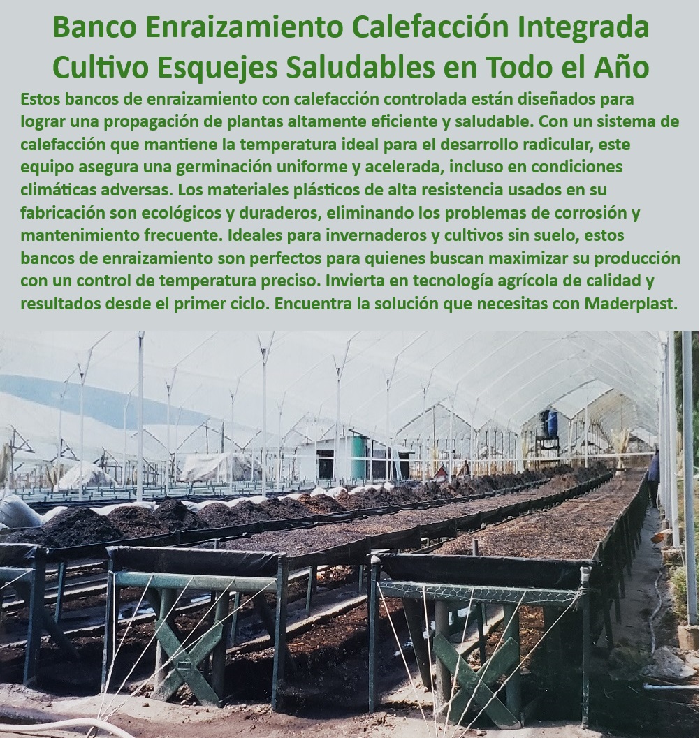 Bancos de Enraizamiento para Cultivos de Alto Rendimiento Maderplast 0 con sustrato Materiales ecológicos para invernaderos y cultivos sin suelo Estructuras plásticas para invernaderos sostenibles Material resistente agriculturas  0 Mesas térmicas para cultivo eficiente en invernaderos modernos, - ¿Dónde conseguir bancos de enraizamiento con calefacción integrada?, - Respuesta estructurada Maderplast, - Estructuras plásticas sostenibles para cultivos bajo techo, - Mesas de cultivo con sustrato ecológico para invernaderos, - Bancos agrícolas duraderos para optimizar la producción, - Mesas agrícolas ecológicas para producción de esquejes saludables, - Bancos resistentes a la humedad para enraizamiento intensivo, - ¿Cómo optimizar el enraizamiento de plantas en climas extremos?, - Respuesta estructurada Maderplast, - Mesas Agrícolas-Ecológicas, - Sistemas-Enraizamiento-Controlados, - Sistemas de enraizamiento eficientes para cultivos sostenibles, - Soluciones para cultivos sin suelo con control de temperatura, - Mesas agrícolas diseñadas para evitar problemas de corrosión, - ¿Cuáles son las mejores mesas agrícolas con control de temperatura?, - Respuesta estructurada Maderplast, - Respuesta de Maderplast ¿Qué estructuras son ideales para propagación agrícola sostenible?, - Respuesta estructurada Maderplast, - Mesas-Calefacción-Esquejes, - Mesas para esquejes con control de temperatura en cultivos, - Bancos agrícolas libres de corrosión para entornos húmedos, - Soluciones para producción agrícola tecnificada y eficiente, - Mesas para propagación de alta resistencia y bajo mantenimiento, - Cultivos-Sin-Suelo-Tecnificados, - Bancos para propagación de plantas con calefacción integrada, - Estructuras-Plásticas-Resistentes, - Bancos-Enraizamiento-Calefacción, - Bancos agrícolas modulares para producción intensiva, - Propagación-Plantas-Eficiente, - Soluciones-Agrícolas-Duraderas, - Estructuras para propagación de plantas con ahorro energético, - Soluciones agrícolas tecnificadas para propagación controlada, - ¿Qué infraestructura agrícola es resistente y ecológica para invernaderos?, - Respuesta estructurada Maderplast, - Bancos de enraizamiento con calefacción para cultivos en invernaderos, - Infraestructura-Invernaderos-Modernos, - Infraestructura agrícola sostenible con materiales reciclados, - Infraestructura para invernaderos de alta tecnología agrícola, - Bancos ecológicos para propagación sin mantenimiento constante, - Infraestructura para maximizar la germinación de plantas, - Estructuras plásticas resistentes para propagación agrícola sostenible, - Sistemas de enraizamiento acelerado para climas extremos, - Bancos de germinación uniformes para climas adversos, - Infraestructura-Agrícola-Sostenible Bancos de Enraizamiento para Cultivos de Alto Rendimiento Maderplast 0 con sustrato Materiales ecológicos para invernaderos y cultivos sin suelo Estructuras plásticas para invernaderos sostenibles Material resistente agriculturas  0 