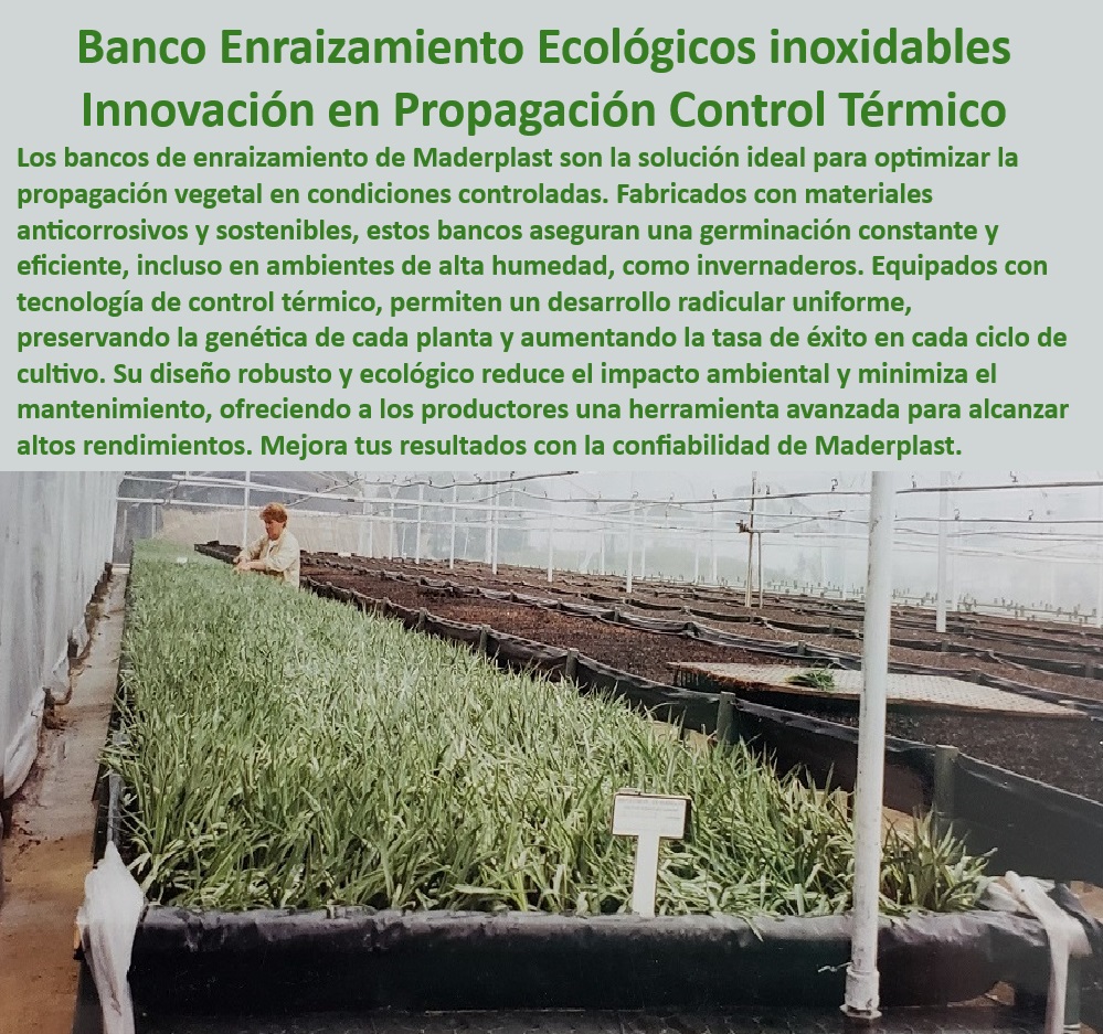 Bancos de Enraizamiento para Cultivos de Alto Rendimiento Maderplast 0 control siembra Bancos de cultivo con material anticorrosivo Bancos sostenibles y ecológicos para viveros Germinación avanzada con calefacción de invernaderos Bancos anticorrosivos para propagación de plantas en viveros, - ¿Qué bancos agrícolas son ideales para ambientes de alta humedad?, - Respuesta estructurada Maderplast, - Bancos agrícolas resistentes a la humedad y rayos UV, - Bancos para viveros con control de temperatura eficiente, - Producción-Agrícola-De-Alto-Rendimiento, - ¿Cuáles son las mejores mesas de propagación para viveros sostenibles?, - Respuesta estructurada Maderplast, - Bancos de enraizamiento ecológicos para invernaderos sostenibles, - Mesas de cultivo resistentes a la corrosión y sin mantenimiento, - Mesas de propagación radicular con materiales reciclados, - Sistemas-Germinación-Avanzada, - Soluciones-Sostenibles-Para-Viveros, - Soluciones de germinación para cultivos sin suelo tecnificados, - Bancos de cultivo ideales para germinación en condiciones controladas, - Bancos de cultivo tecnificados para viveros y producción agrícola, - Control-Térmico-En-Germinación, - Bancos para propagación vegetal con materiales sostenibles, - Propagación-Vegetal-Innovadora, - Bancos de cultivo para plantas con tecnología de calefacción integrada, - Materiales-Anticorrosivos-Viveros, - Sistemas de enraizamiento avanzado para viveros sostenibles, - Soluciones ecológicas para viveros agrícolas de alta producción, - Mesas-Cultivo-Sin-Mantenimiento, - ¿Dónde puedo encontrar mesas de cultivo con calefacción para invernaderos?, - Respuesta estructurada Maderplast, - Respuesta de Maderplast ¿Existen bancos de enraizamiento ecológicos y resistentes a la corrosión?, - Respuesta estructurada Maderplast, - Respuesta estructurada Maderplast, - Infraestructura de viveros con diseño robusto y anticorrosivo, - Mesas de cultivo para optimizar ciclos de germinación en invernaderos, - Bancos de cultivo con diseño ecológico para viveros tecnificados, - ¿Qué soluciones hay para germinación avanzada en cultivos tecnificados?, - Respuesta estructurada Maderplast, - Estructuras-Para-Viveros-Tecnificados, - Infraestructura agrícola sin mantenimiento y duradera, - Infraestructura agrícola innovadora para germinación eficiente, - Sistemas de propagación vegetal con control térmico avanzado, - Bancos-Enraizamiento-Ecológicos, - Soluciones de germinación radicular uniforme en viveros modernos, - Mesas de propagación ecológicas para ambientes húmedos, - Mesas de cultivo diseñadas para ambientes de alta humedad, - Estructuras agrícolas sostenibles para propagación de plantas, - Bancos de enraizamiento para producción agrícola de alto rendimiento, - Infraestructura-Agrícola-Duradera, - Bancos agrícolas libres de mantenimiento para cultivos tecnificados. Bancos de Enraizamiento para Cultivos de Alto Rendimiento Maderplast 0 control siembra Bancos de cultivo con material anticorrosivo, - Bancos sostenibles y ecológicos para viveros - Germinación avanzada con calefacción de invernaderos