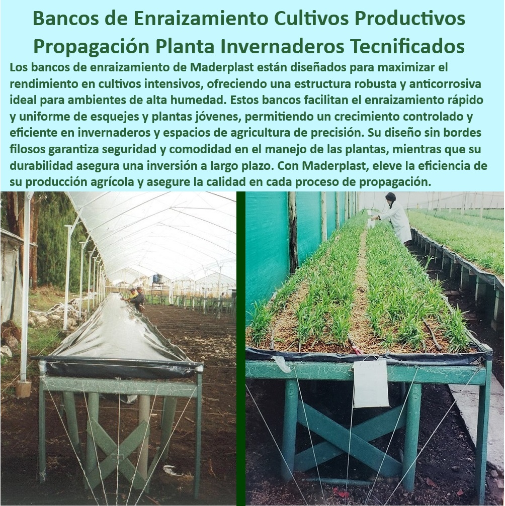 Bancos de Enraizamiento para Cultivos de Alto Rendimiento Maderplast 0 control siembra Estructuras para agricultura de precisión Bancos de enraizamiento para cultivos intensivos de alta eficiencia Soluciones de enraizamiento raíz 0    Mesas plásticas para invernaderos con resistencia a la humedad, - Bancos de cultivo tecnificados para invernaderos avanzados, - Soluciones de cultivo intensivo para agricultura moderna, - Soportes de enraizamiento para mejorar la eficiencia agrícola, - Propagación-Plantas-Jóvenes, - Mesas plásticas apilables para cultivos intensivos, - Bancos Agrícolas Eficientes, - Bancos de siembra eficientes para espacios de alta humedad, - Estructuras para agricultura tecnificada y de precisión, - Soluciones tecnológicas para propagación de plantas, - Infraestructura agrícola duradera y anticorrosiva, - Estructuras-Anticorrosivas-Agricultura, - Estructuras especializadas para optimizar cultivos agrícolas, - Cultivos-De-Alto-Rendimiento, - ¿Qué soluciones existen para cultivos intensivos en ambientes húmedos?, - Respuesta estructurada Maderplast, - Mesas agrícolas duraderas para cultivos en ambientes húmedos, - Bancos-Enraizamiento-Plásticos, - Bancos plásticos resistentes para producción agrícola sostenible, - Mesas-Propagación-Cultivos, - ¿Cómo optimizar el enraizamiento en invernaderos de alta producción?, - Respuesta estructurada Maderplast, - Mesas agrícolas con diseño ergonómico y sin bordes filosos, - Soluciones agrícolas sostenibles para enraizamiento controlado, - ¿Qué tipo de estructura se usa en la propagación de plantas jóvenes?, - Respuesta estructurada Maderplast, - Respuesta de Maderplast ¿Dónde comprar mesas plásticas para enraizamiento de plantas?, - Respuesta estructurada Maderplast, - Soportes plásticos para esquejes y propagación de plantas, - Bancos de propagación con diseño optimizado para manejo seguro, - Materiales plásticos resistentes para viveros agrícolas, - Estructuras resistentes al desgaste para agricultura intensiva, - Mesas-Para-Invernaderos, - Infraestructura plástica avanzada para cultivos de alta densidad, - Bancos plásticos para agricultura sostenible y eficiente, - Bancos de enraizamiento anticorrosivos para cultivos intensivos, - Estructuras-Agricultura-Precisión, - Soportes-Agrícolas-Duraderos, - Soluciones para optimizar la propagación en invernaderos, - Soluciones plásticas duraderas para agricultura profesional, - Mesas de propagación agrícola para cultivos de alto rendimiento, - ¿Cuáles son los mejores bancos de enraizamiento para viveros agrícolas?, - Respuesta estructurada Maderplast, - Respuesta estructurada Maderplast, - Sistemas de enraizamiento para plantas jóvenes en viveros, - Soluciones-Tecnificadas-Propagación Bancos de Enraizamiento para Cultivos de Alto Rendimiento Maderplast 0 control siembra Estructuras para agricultura de precisión Bancos de enraizamiento para cultivos intensivos de alta eficiencia Soluciones de enraizamiento raíz 0   