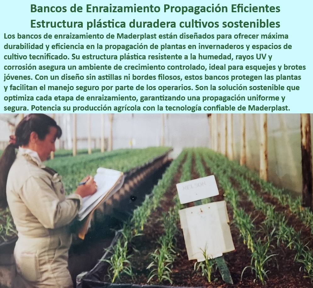Bancos de Enraizamiento para Cultivos de Alto Rendimiento Maderplast 0 control siembra Estructuras robustas para cultivo sin suelo Camas de enraizamiento para esquejes eficaces Bancos de propagación con alta resistencia UV Sol 0 Soluciones tecnológicas para agricultura sostenible en ambientes controlados, - Soluciones anticorrosivas para invernaderos de alta tecnología agrícola, - Infraestructura-Para-Invernaderos, - ¿Qué bancos de propagación agrícola son más duraderos y eficientes?, - Respuesta estructurada Maderplast, - Respuesta de Maderplast ¿Cuáles son las mejores estructuras para propagación de plantas en invernaderos?, - Respuesta estructurada Maderplast, - Infraestructura agrícola avanzada para propagación eficiente de cultivos, - Soluciones integrales para enraizamiento uniforme en cultivos intensivos, - Mesas ergonómicas y seguras para esquejes agrícolas de precisión, - Bancos de propagación con diseño robusto para invernaderos sostenibles, - Bancos de enraizamiento anticorrosivos diseñados para invernaderos, - Bancos-Propagación-Cultivos, - Mesas de propagación agrícola para cultivos intensivos y tecnificados, - Camas de enraizamiento especializadas para agricultura sostenible, - Estructuras resistentes y ligeras para propagación agrícola avanzada, - Mesas agrícolas resistentes al agua ya los rayos UV, - Bancos-Enraizamiento-Ultraresistentes, - ¿Qué solución utilizar para esquejes en ambientes de alta humedad?, - Respuesta estructurada Maderplast, - Respuesta de Maderplast ¿Dónde puedo comprar mesas plásticas para enraizamiento de esquejes?, - Respuesta estructurada Maderplast, - Bancos de propagación personalizados para cultivos en ambientes húmedos, - ¿Cómo optimizar la propagación en cultivos intensivos agrícolas?, - Respuesta estructurada Maderplast, - Bancos agrícolas plásticos diseñados para cultivos de alta densidad, - Bancos de enraizamiento resistentes para ambientes húmedos en agricultura, - Bancos plásticos ergonómicos para manejo seguro en viveros agrícolas, - Soluciones enraizadoras para viveros con tecnología plástica avanzada, - Mesas plásticas duraderas para esquejes en ambientes de alta humedad, - Mesas-Enraizamiento-Agrícola, - Agricultura-De-Alto-Rendimiento, - Soluciones sostenibles para propagación de plantas en invernaderos modernos, - Mesas de enraizamiento sin mantenimiento para cultivos de alto rendimiento, - Mesas Plásticas-Sostenibles, - Infraestructura agrícola modular y duradera para invernaderos, - Soluciones-Enraizamiento-Intensivo, - Estructuras plásticas con alta resistencia UV para enraizamiento seguro, - Infraestructura para propagación eficiente y sostenible en viveros modernos, - Propagación-Agrícola-Tecnificada, - Mesas de cultivo tecnificado para propagación de plantas jóvenes, - Estructuras para agricultura de precisión con resistencia anticorrosiva, - Mesas-Cultivo-Duraderas, - Bancos de cultivo tecnificados para propagación segura y eficiente, - Estructuras-Plásticas-Anticorrosivas Bancos de Enraizamiento para Cultivos de Alto Rendimiento Maderplast 0 control siembra Estructuras robustas para cultivo sin suelo, - Camas de enraizamiento para esquejes eficaces, - Bancos de propagación con alta resistencia UV, - Sol