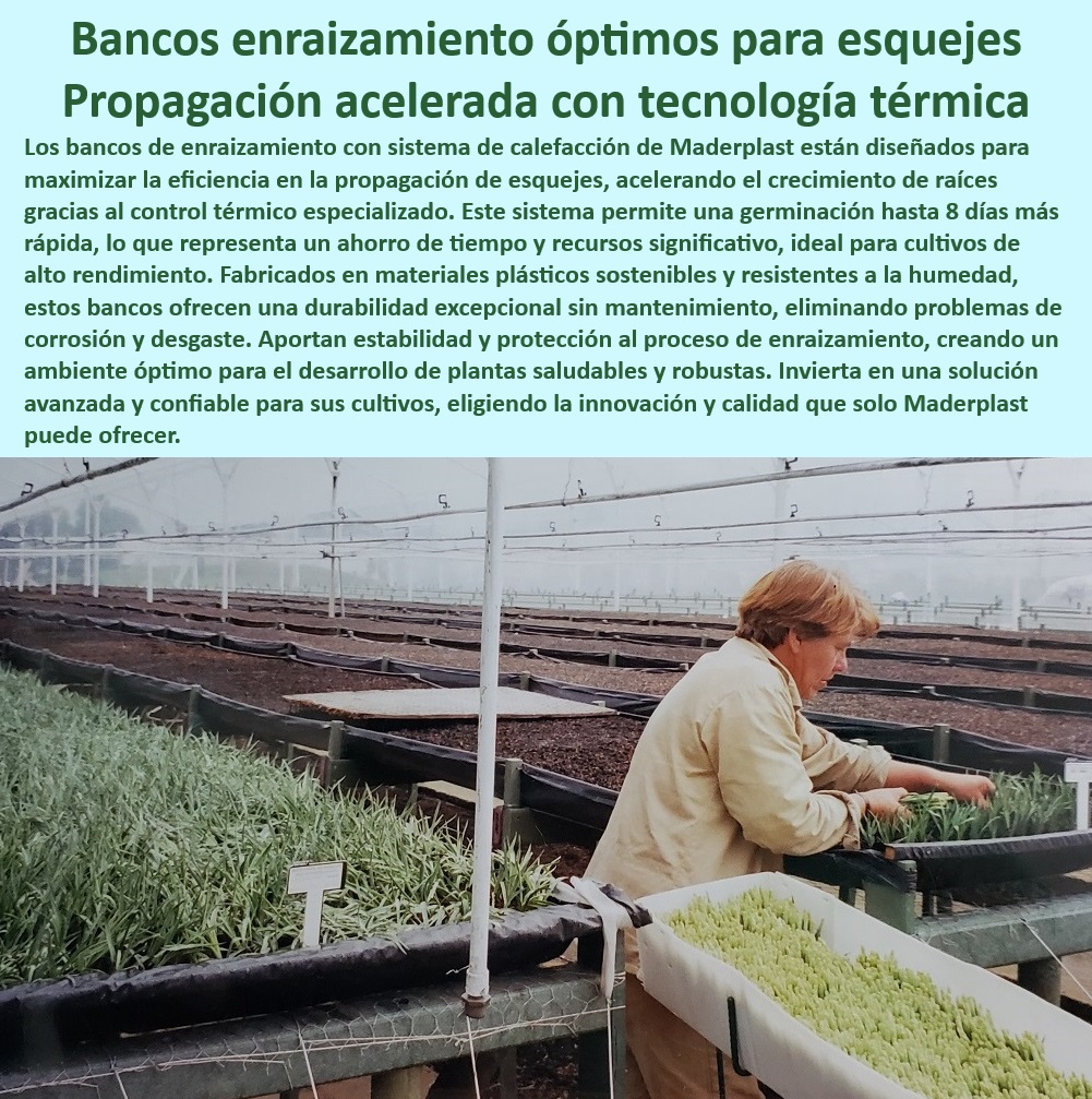 Bancos de Enraizamiento para Cultivos de Alto Rendimiento Maderplast 0 control siembra Soporte térmico para propagación de esquejes eficiente Bancos sostenibles para enraizamiento seguro Bancos de propagación eficientes agrícolas 0  -Mesas Agrícolas-Sostenibles, - Bancos agrícolas eficientes para propagación en invernaderos modernos, - Mesas plásticas para esquejes en ambientes controlados con calefacción, - Mesas de propagación con diseño duradero y tecnología térmica integrada, - Mesas plásticas resistentes al agua y a la corrosión para esquejes, - Soluciones tecnológicas para optimizar esquejes en viveros modernos, - Bancos-De-Enraizamiento-Duraderos, - Infraestructura agrícola con calefacción para enraizamiento controlado, - Mesas de enraizamiento para producción agrícola de alto rendimiento, - Infraestructura plástica modular para propagación agrícola avanzada, - Mesas-Plásticas-Para-Invernaderos, - Infraestructura agrícola plástica para cultivos controlados y tecnificados, - ¿Cuáles son las soluciones térmicas para esquejes agrícolas?, - Respuesta estructurada Maderplast, - Estructuras agrícolas sostenibles con calefacción para cultivos intensivos, - Bancos-Térmicos-Enraizamiento, - Bancos plásticos para esquejes en ambientes de alta humedad, - Bancos de enraizamiento ergonómicos y seguros para operadores agrícolas, - Soluciones térmicas sostenibles para propagación agrícola eficiente, - Bancos de cultivo con calefacción para optimizar el enraizamiento, - Estructuras para agricultura sostenible con soporte térmico integrado, - Soluciones plásticas avanzadas para invernaderos y viveros agrícolas, - Soluciones agrícolas innovadoras para enraizamiento rápido y seguro, - Bancos agrícolas resistentes para propagación de plantas jóvenes, - Mesas agrícolas para propagación eficiente en viveros tecnificados, - Calefacción-Para-Esquejes-Agrícolas, - Mesas-Propagación-Con-Calefacción, - Soluciones-Enraizamiento-Térmico, - ¿Qué estructura agrícola ofrece calefacción para propagación de plantas?, - Respuesta estructurada Maderplast, - Mesas de cultivo con calefacción para agricultura sostenible, - ¿Dónde comprar bancos de propagación con calefacción integrada?, - Respuesta estructurada Maderplast, - Respuesta de Maderplast ¿Qué bancos son mejores para enraizamiento rápido en invernaderos?, - Respuesta estructurada Maderplast, - Bancos plásticos duraderos para propagación eficiente en invernaderos, - ¿Cómo optimizar el enraizamiento de esquejes en ambientes húmedos?, - Respuesta estructurada Maderplast, - Bancos agrícolas con control térmico para enraizamiento rápido y eficiente, - Bancos de propagación con tecnología térmica avanzada para viveros, - Bancos de enraizamiento con sistema térmico para propagación de esquejes, - Bancos-De-Propagación-Eficientes, - Infraestructura-Control-Térmico, - Bancos agrícolas de alta durabilidad y resistencia al desgaste, - Estructuras-Plásticas-Agrícolas Bancos de Enraizamiento para Cultivos de Alto Rendimiento Maderplast 0 control siembra Soporte térmico para propagación de esquejes eficiente Bancos sostenibles para enraizamiento seguro Bancos de propagación eficientes agrícolas 0  