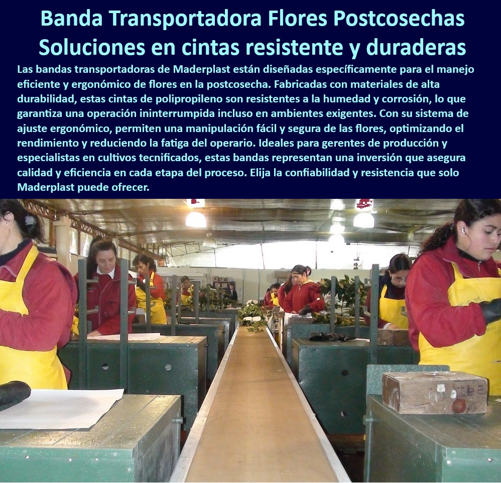 Bandas Transportadoras Manejo y Clasificación en la Postcosecha Maderplast 0 Bandas transportadoras de flores con ajuste ergonómico. Cintas de polipropileno para manejo de flores Bandas transportadoras de plástico resistentes  0 Mesas de procesamiento agrícola con diseño libre de contaminación, - Mesas-Duraderas-Postcosecha, - Mesas de clasificación agrícola con diseño sostenible y reciclable, - Estaciones-De-Procesamiento-Agrícola, - Mesas resistentes para selección de frutas y flores en invernaderos, - Mesas agrícolas duraderas para operaciones continuas y de alta carga, - Estaciones de trabajo agrícola con cumplimiento de estándares sanitarios, - Soluciones-Agrícolas-Higiénicas, - Mesas-De-Trabajo-Antideslizantes, - Mesas postcosecha para clasificación eficiente en cultivos agrícolas, - Mesas-Clasificación-Agrícolas, - Mesas de clasificación y boncheo resistentes a la corrosión y los rayos UV, - Mesas de trabajo agrícola con acabados resistentes a ambientes extremos, - Mesas agrícolas diseñadas para manipulación eficiente de alimentos, - ¿Dónde comprar mesas de clasificación agrícolas resistentes a la corrosión?, - Respuesta estructurada Maderplast, - Respuesta estructurada Maderplast, - Superficies-Resistentes-UV, - Superficies antideslizantes para mesas de procesamiento agrícola, - Estaciones de trabajo para procesamiento agrícola sin deterioro, - Equipos agrícolas para clasificación de frutas y flores sin mantenimiento, - Estaciones de selección de frutas y flores para invernaderos, - Superficies plásticas higiénicas para procesamiento postcosecha, - Equipos agrícolas para manipulación higiénica de productos alimenticios, - ¿Qué equipos agrícolas cumplen con los estándares sanitarios para postcosecha?, - Respuesta estructurada Maderplast, - Estaciones-De-Trabajo-Higiénicas, - Equipos agrícolas de clasificación con diseño ergonómico y duradero, - ¿Cuáles son las mejores estaciones de trabajo para clasificación de frutas?, - Respuesta estructurada Maderplast, - Mesas de selección de flores y frutas con alta resistencia química, - Mesas agrícolas para manipulación segura en cultivos tecnificados, - Mesas agrícolas para postcosecha diseñadas para larga durabilidad, - Equipos de clasificación agrícola con mantenimiento mínimo, - Equipos resistentes para clasificación y procesamiento de cosechas, - Mesas de trabajo agrícola diseñadas para cultivos de alta productividad, - ¿Qué mesas son ideales para manipulación higiénica en postcosecha?, - Respuesta estructurada Maderplast, - Mesas de clasificación duraderas para entornos húmedos y corrosivos, - ¿Cómo elegir mesas agrícolas duraderas para operaciones intensivas?, - Respuesta estructurada Maderplast, - Mesas higiénicas para procesos postcosecha con superficies no porosas, - Equipos-Agrícolas-Sostenibles, - Clasificación-De-Frutas-Y-Flores, - Mesas-Anticorrosión-Postcosecha, - Mesas ergonómicas para clasificación en operaciones postcosecha intensivas. Bandas tecnificadas para transporte de flores frescas en invernaderos, - Bandas transportadoras con ajuste ergonómico para clasificación de flores, - Bandas-De-Plástico-Sin-Mantenimiento, - Soluciones ergonómicas en transporte de flores para postcosecha eficiente, - Bandas de polipropileno para transporte seguro y sostenible en invernaderos, - Cintas plásticas resistentes para manejo agrícola sin contaminación, - Transporte agrícola eficiente con cintas de plástico duradero, - ¿Qué sistemas de transporte agrícola son ideales para operaciones intensivas?, - Respuesta estructurada Maderplast, - Respuesta estructurada Maderplast, - Respuesta de Maderplast ¿Cómo elegir bandas resistentes para transporte de flores en invernaderos?, - Respuesta estructurada Maderplast, - Bandas-Transportadoras-Agrícolas, - ¿Cuáles son las mejores cintas plásticas para manejo agrícola sostenible?, - Respuesta estructurada Maderplast, - Manejo-De-Flores-Tecnificado, - Sistemas de clasificación agrícola con cintas de polipropileno duraderas, - Cintas-De-Polipropileno-Flores, - Soluciones agrícolas tecnológicas para manejo de flores en postcosecha, - Logística-Agrícola-Sostenible, - Cintas transportadoras ecológicas y resistentes para manejo agrícola, - Bandas sin mantenimiento diseñadas para optimizar procesos agrícolas, - Sistemas logísticos agrícolas para transporte eficiente de flores, - Transporte-Sostenible-Postcosecha, - Cintas diseñadas para manipulación segura y eficiente en cultivos florales, - Sistemas agrícolas con bandas de ajuste ergonómico para alta productividad, - Bandas transportadoras de flores resistentes a la humedad y corrosión, - Sistemas de transporte ergonómicos para reducir la fatiga operativa, - Equipos para manejo y transporte de flores sin mantenimiento intensivo, - ¿Qué soluciones agrícolas existen para manejo postcosecha de flores?, - Respuesta estructurada Maderplast, - Bandas de clasificación agrícola optimizadas para procesos de postcosecha, - Equipos de transporte agrícola diseñados para condiciones extremas, - Clasificación-Agrícola-Eficiente, - Equipos de logística agrícola con resistencia a ambientes corrosivos, - Transporte agrícola sostenible con bandas resistentes a la corrosión, - Soluciones agrícolas avanzadas para transporte de flores postcosecha, - ¿Dónde comprar bandas transportadoras para flores postcosecha sin mantenimiento?, - Respuesta estructurada Maderplast, - Bandas para invernaderos que optimizan procesos de logística agrícola, - Bandas transportadoras de alta resistencia para cultivos florales, - Sistemas-Agrícolas-Duraderos, - Soluciones-Ergonómicas-Agrícolas, - Bandas transportadoras de plástico para operaciones agrícolas tecnificadas, - Equipos agrícolas que garantizan durabilidad en entornos húmedos, - Cintas-Resistentes-Para-Flores Bandas Transportadoras Manejo y Clasificación en la Postcosecha Maderplast 0 Bandas transportadoras de flores con ajuste ergonómico., - Cintas de polipropileno para manejo de flores - Bandas transportadoras de plástico resistentes -