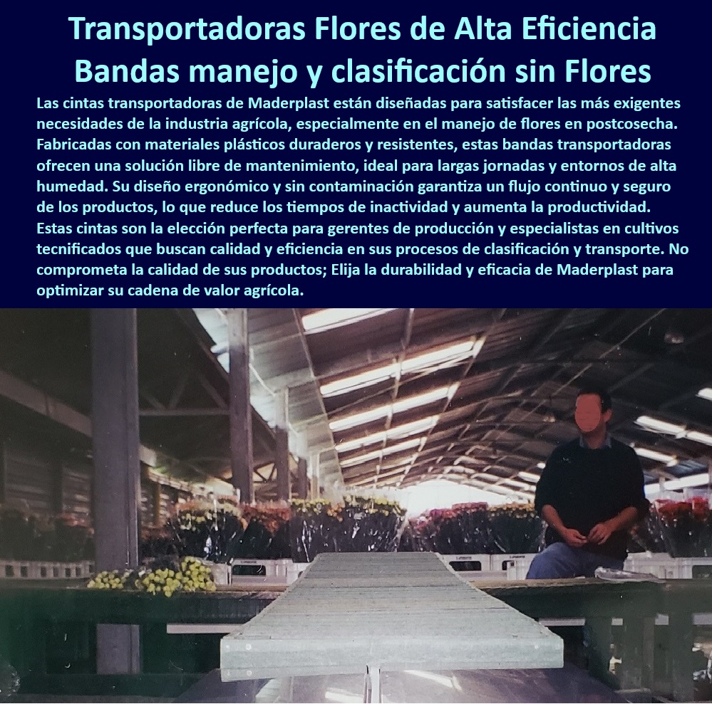 Bandas Transportadoras Manejo y Clasificación en la Postcosecha Maderplast 0 Sistemas de clasificación de flores sin contaminación. Equipos de clasificación de flores para invernaderos Equipos transporte flores sin mantenimientos 0 Soluciones en cintas transportadoras para manejo poscosecha de flores, - ¿Dónde encontrar cintas transportadoras sin mantenimiento para flores?, - Respuesta estructurada Maderplast, - Respuesta estructurada Maderplast, - Respuesta de Maderplast ¿Qué equipos logísticos agrícolas son ideales para manejo de flores frescas?, - Respuesta estructurada Maderplast, - Tecnología-Agrícola-Postcosecha, - Equipos-Postcosecha-Sostenibles, - Bandas de transporte agrícola para entornos húmedos sin mantenimiento, - Soluciones-Agrícolas-Logísticas, - Bandas especializadas en procesos de clasificación sin contaminación, - Equipos agrícolas avanzados para optimización de cadenas de valor floral, - Cintas-Resistentes-Sin-Mantenimiento, - Cintas transportadoras para manejo sostenible de flores en la postcosecha, - Bandas transportadoras para manejo eficiente de flores en la postcosecha, - Equipos ergonómicos para manipulación de flores sin contaminación, - Bandas-Transportadoras-Agrícolas, - Bandas plásticas duraderas para transporte de flores en invernaderos, - Clasificación-Agrícola-Eficiente, - Tecnología agrícola en transporte de flores de alta durabilidad, - Bandas resistentes y sin mantenimiento para cultivo intensivo de flores, - Transporte-Flor-Cadena-De-Valor, - Bandas tecnificadas para procesos de postcosecha sin interrupciones, - Sistemas de transporte ergonómicos para manipulación de flores frescas, - Sistemas de manejo agrícola que garantizan la calidad del producto floral, - Cintas especializadas para transporte y manejo de flores en cultivos, - Soluciones logísticas agrícolas para manejo y transporte de flores, - ¿Qué sistema de transporte agrícola garantiza un manejo sin contaminación?, - Respuesta estructurada Maderplast, - Equipos de clasificación agrícola con alta resistencia a la humedad, - Equipos agrícolas sostenibles para manejo de flores postcosecha, - Bandas plásticas resistentes para clasificación eficiente en invernaderos, - Sistemas-Transporte-Flores, - Bandas-Ergonómicas-Para-Flores, - ¿Cuáles son las mejores bandas transportadoras para flores en la postcosecha?, - Respuesta estructurada Maderplast, - Sistemas agrícolas con bandas transportadoras resistentes a la corrosión, - Cintas diseñadas para transporte seguro de flores en la postcosecha, - Tecnología en transporte agrícola de bajo mantenimiento para flores, - Bandas transportadoras industriales para logística agrícola sostenible, - ¿Cómo elegir bandas de clasificación agrícolas duraderas y eficientes?, - Respuesta estructurada Maderplast, - Soluciones de transporte agrícola que maximizan la productividad floral, - Bandas de clasificación agrícola para flujo continuo en postcosecha, - Sistemas de transporte agrícola diseñados para clasificación de flores, - Equipos-Manejo-Sin-Contaminación Bandas Transportadoras Manejo y Clasificación en la Postcosecha Maderplast 0 Sistemas de clasificación de flores sin contaminación., - Equipos de clasificación de flores para invernaderos - Equipos transporte flores sin mantenimientos