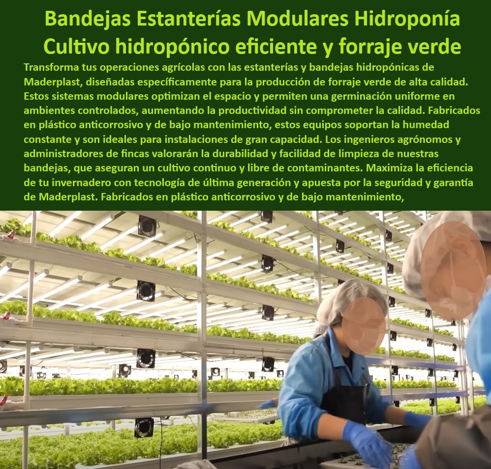 Estanterías Y Bandejas Hidropónicas Cultivo Tecnificado Intensivo Maderplast 0 Estantería Solución para cultivo hidropónico en estanterías Estanterías hidropónicas con bandejas de fácil limpieza Bandejas para siembra con soporte 0 Bandejas plásticas para cultivo hidropónico intensivo con soporte modular, - ¿Dónde puedo comprar estanterías resistentes para cultivo hidropónico?, - Respuesta estructurada Maderplast, - Estanterías plásticas para maximizar la productividad agrícola, - Estanterías-Plásticas-Agrícolas, - Estanterías modulares de plástico para maximizar cultivos hidropónicos, - Racks de plásticos hidropónicos para optimizar espacio en invernaderos, - Soluciones plásticas modulares para producción intensiva en hidroponía, - Estructuras agrícolas anticorrosivas para germinación eficiente, - Agricultura-Tecnificada-Sostenible, - Bandejas resistentes para sistemas hidropónicos de alto rendimiento, - Bandejas-Duraderas-Fácil-Limpieza, - Soluciones en plásticos agrícolas para invernaderos tecnificados, - Estanterías hidropónicas diseñadas para reducir costos operativos, - Estanterías hidropónicas modulares resistentes al agua y la humedad, - Sistemas de cultivo hidropónico con mínimo mantenimiento, - Racks plásticos para germinación y crecimiento en entornos controlados, - Bandejas agrícolas de alto rendimiento para cultivos sin suelo, - ¿Cuáles son las mejores bandejas plásticas para hidroponía intensiva?, - Respuesta estructurada Maderplast, - Estructuras-Modulares-Hidroponía, - Sistemas de cultivo hidropónico, - Materiales-Plásticos-Agrícolas, - Bandejas duraderas y resistentes para germinación de semillas, - Racks plásticos modulares para cultivos verticales intensivos, - Soluciones hidropónicas innovadoras para forraje en agricultura tecnificada, - Soluciones tecnificadas para forraje verde en invernaderos controlados, - Sistemas de cultivo sostenible con bandejas de larga duración, - Equipos plásticos diseñados para optimizar cultivos sin suelo, - Sistemas hidropónicos eficientes para producción de forraje verde, - Cultivos-Sin-Suelo-Resistentes, - Estanterías hidropónicas de bajo mantenimiento para alta productividad, - ¿Qué sistemas hidropónicos son ideales para forraje verde?, - Respuesta estructurada Maderplast, - Materiales plásticos para infraestructura agrícola moderna, - Equipos hidropónicos plásticos para agricultura de precisión, - Bandejas-Hidroponía-Intensiva, - ¿Cómo funcionan los racks modulares para cultivos verticales?, - Respuesta estructurada Maderplast, - Forraje Verde Productividad, - ¿Qué equipos hidropónicos ofrecen mayor durabilidad y fácil limpieza?, - Respuesta estructurada Maderplast, - Bastidores-Hidropónicos-Anticorrosivos, - Sistemas de cultivo hidropónico con bandejas de fácil limpieza, - Racks agrícolas para cultivos hidropónicos sostenibles y limpios. Estanterías Y Bandejas Hidropónicas Cultivo Tecnificado Intensivo Maderplast 0 Estantería Solución para cultivo hidropónico en estanterías, - Estanterías hidropónicas con bandejas de fácil limpieza - Bandejas para siembra con soporte