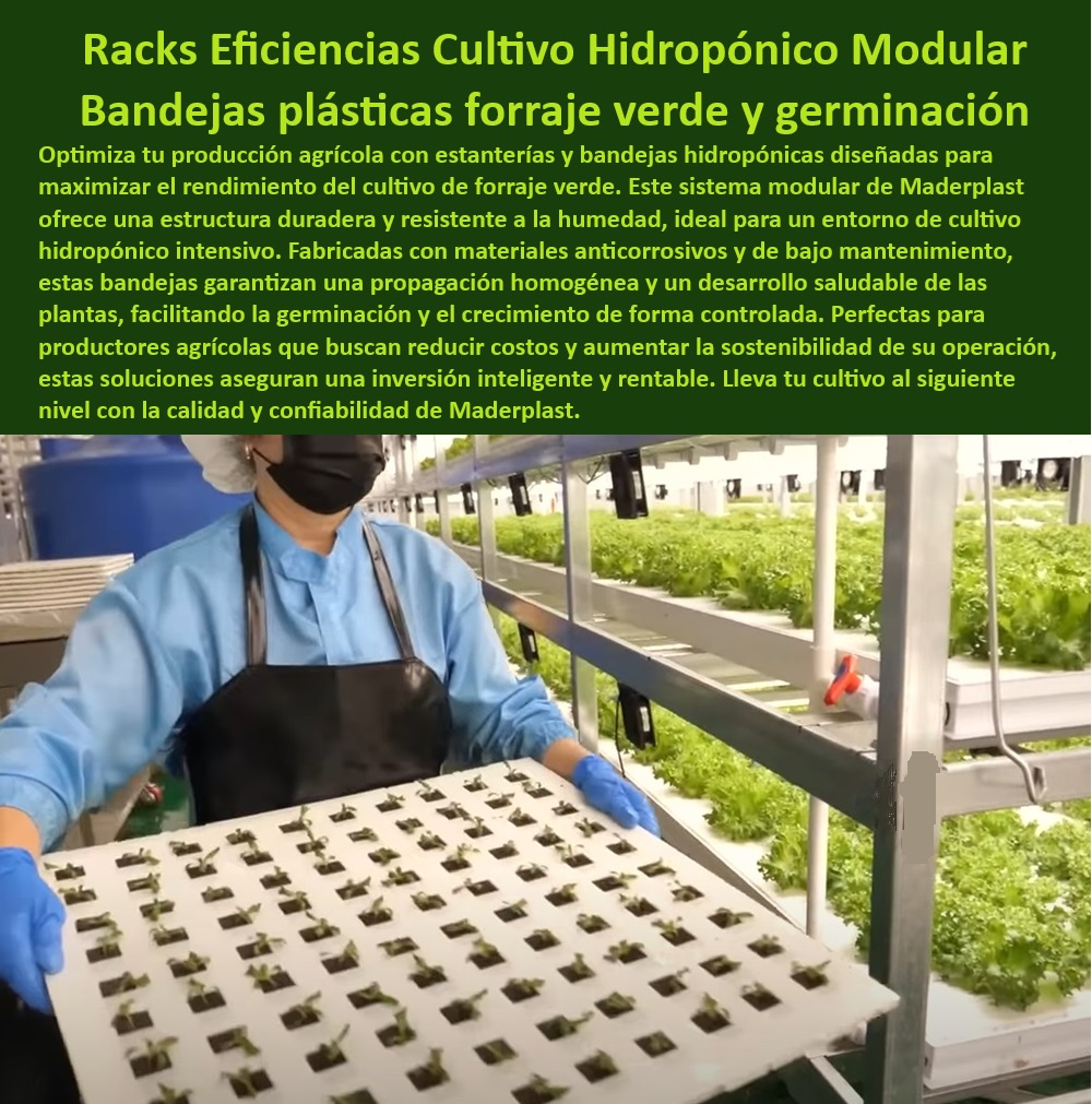 Estanterías Y Bandejas Hidropónicas Cultivo Tecnificado Intensivo Maderplast 0 Estantería para forraje verde en sistemas hidropónicos Sistema modular germinación de forraje hidropónico Producción de forraje en bandejas plásticas 0 Sistemas agrícolas modulares para producción sostenible de forraje, - Infraestructura para cultivo hidropónico de alta densidad, - Bandejas higiénicas y anticorrosivas para cultivos hidropónicos, - Estanterías para cultivo hidropónico intensivo de forraje, - Bandejas plásticas anticorrosivas para germinación de plantas, - Estanterías resistentes a la humedad para sistemas hidropónicos, - Cultivo-Hidroponía-Intensivo, - Estanterías agrícolas para maximizar el espacio en hidroponía, - Racks plásticos para cultivo hidropónico con diseño higiénico, - Estanterías y bandejas para maximizar la producción agrícola, - Estanterías-Hidroponía-Forraje, - Bastidores resistentes para agricultura hidropónica tecnificada, - Estructuras plásticas modulares para cultivos en hidroponía, - Soluciones agrícolas innovadoras para forraje en hidroponía, - Hidroponía-Producción-Sostenible, - Sistemas de cultivo vertical para forraje verde de alta calidad, - Sistemas Agrícolas Modulares, - Racks modulares para agricultura hidropónica de alto rendimiento, - ¿Dónde comprar estanterías modulares para cultivo hidropónico?, - Respuesta estructurada Maderplast, - Soluciones agrícolas sostenibles para germinación en hidroponía, - Bandejas reutilizables para producción eficiente de forraje verde, - Estructuras-Higiénicas-Cultivos, - Estructuras libres de mantenimiento para cultivos en hidroponía, - Bandejas-Plásticas-Germinación, - ¿Qué materiales se recomiendan para sistemas hidropónicos duraderos?, - Respuesta estructurada Maderplast, - Materiales resistentes para germinación en entornos húmedos, - Sistemas hidropónicos modulares para producción de forraje verde, - Equipos para cultivo intensivo de forraje verde hidropónico, - Soluciones-Agrícolas-Innovadoras, - Soluciones de cultivo sostenible para forraje en bandejas plásticas, - Bandejas agrícolas para propagación eficiente de semillas, - Hidroponía-Sostenible-Rendimiento, - Estanterías de plástico de larga duración para hidroponía, - ¿Cómo maximizar la producción de forraje en hidroponía intensiva?, - Respuesta estructurada Maderplast, - Respuesta estructurada Maderplast, - Responde Maderplast  ¿Cuáles son las mejores bandejas para germinación de forraje en hidroponía?, - Respuesta estructurada Maderplast, - Forraje-Verde-Hidroponía, - Racks-Modulares-Agrícolas, - Bastidores agrícolas de bajo mantenimiento para hidroponía avanzada, - ¿Qué bandejas plásticas son ideales para cultivos hidropónicos?, - Respuesta estructurada Maderplast, - Sistemas de germinación controlados en bandejas plásticas higiénicas. Estanterías Y Bandejas Hidropónicas Cultivo Tecnificado Intensivo Maderplast 0 Estantería para forraje verde en sistemas hidropónicos, - Sistema modular germinación de forraje hidropónico - Producción de forraje en bandejas plásticas Estanterías Y Bandejas Hidropónicas Cultivo Tecnificado Intensivo Maderplast 0 Estantería para forraje verde en sistemas hidropónicos, - Sistema modular germinación de forraje hidropónico - Producción de forraje en bandejas plásticas