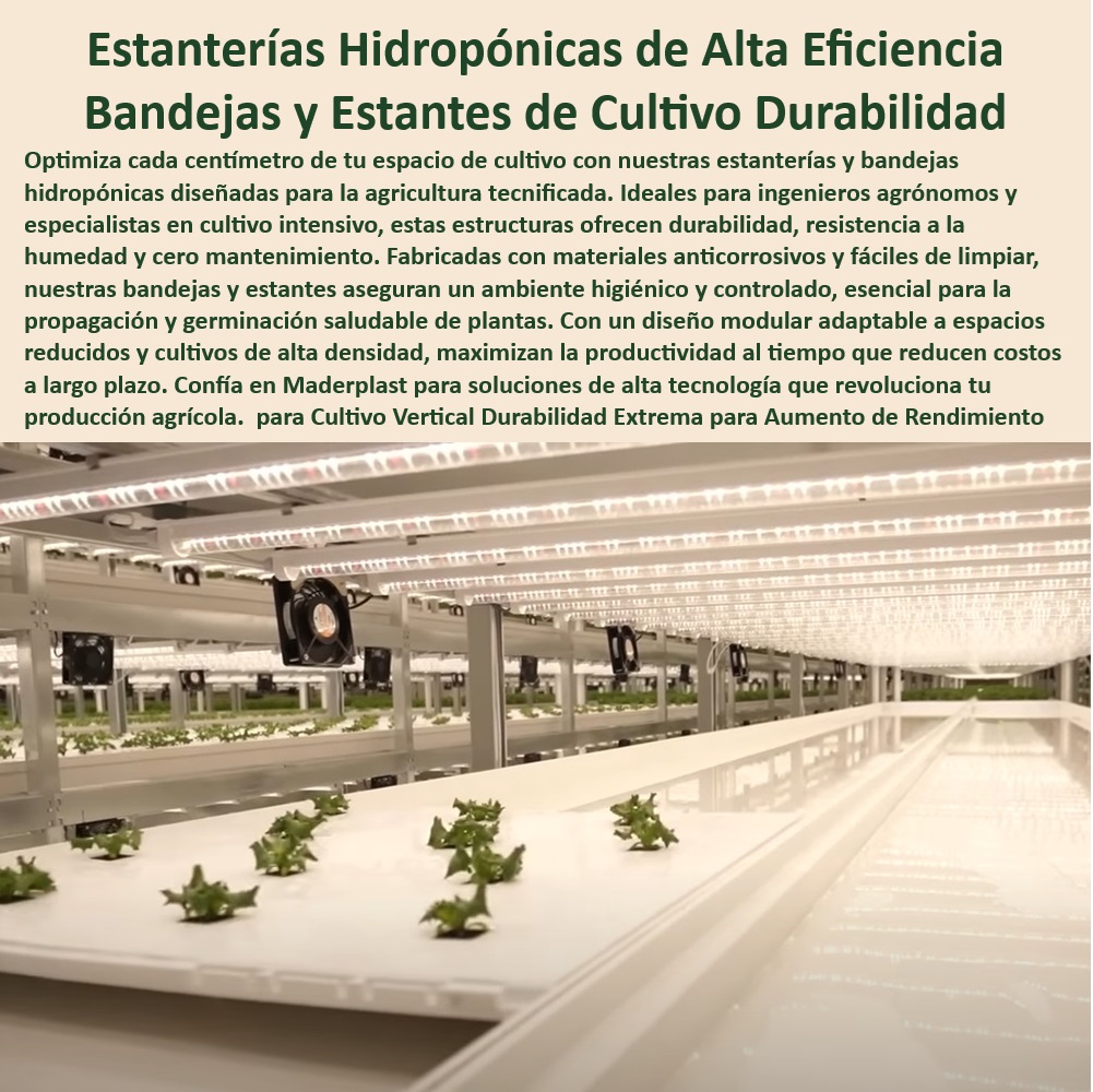 Estanterías Y Bandejas Hidropónicas Cultivo Tecnificado Intensivo Maderplast 0 bancos y tanques agua Estantes para cultivo vertical intensivo y duradero Bandejas de germinación para forraje de rápido crecimiento tanques aguas 0 Soluciones modulares para germinación de semillas en hidroponía, - Estanterías de alta eficiencia para producción agrícola sostenible, - Sistemas de cultivo hidropónico con bajo mantenimiento y alta eficiencia, - Sistemas agrícolas para maximizar el espacio en cultivos verticales, - Estanterías agrícolas con diseño higiénico y durabilidad extrema, - Hidroponía-Alta-Densidad, - Estructuras-Modulares-Agrícolas, - ¿Qué materiales son mejores para estructuras hidropónicas duraderas?, - Respuesta estructurada Maderplast, - Respuesta estructurada Maderplast, - Estanterías-Cultivo-Hidroponía, - Bandejas Agrícolas Duraderas, - Infraestructura-Hidroponía-Avanzada, - Estructuras duraderas para cultivo intensivo en invernaderos modernos, - Soluciones agrícolas para optimizar cultivos en espacios reducidos, - Materiales libres de mantenimiento para uso en agricultura avanzada, - ¿Cuáles son los sistemas más eficientes para agricultura vertical?, - Respuesta estructurada Maderplast, - Soluciones tecnológicas en cultivo hidropónico de alta densidad, - Infraestructura hidropónica para cultivo intensivo de vegetales, - Bandejas certificadas para sistemas hidropónicos libres de óxido, - Estanterías para cultivo vertical con alta resistencia a la humedad, - Bandejas hidropónicas modulares para germinación en espacios controlados, - Soportes plásticos para cultivos de alta densidad en invernaderos, - Bandejas de cultivo diseñadas para riego eficiente y controlado, - Sistemas de cultivo vertical, - ¿Qué estanterías son ideales para hidroponía intensiva?, - Respuesta estructurada Maderplast, - Agricultura-Controlada-Moderna, - Bandejas modulares para riego automático en cultivos verticales, - Bandejas-Hidroponía-Sostenibles, - Materiales-Anticorrosivos-Cultivos, - Estanterías y bandejas personalizables para agricultura avanzada, - Estructuras tecnificadas para maximizar la productividad agrícola, - Bandejas agrícolas anticorrosivas para cultivos sostenibles, - Estantes de plástico resistentes para agricultura tecnificada, - ¿Dónde conseguir bandejas modulares para cultivos hidropónicos?, - Respuesta estructurada Maderplast, - Materiales resistentes a ambientes húmedos en cultivos hidropónicos, - Estructuras plásticas para germinación y propagación de plantas, - Sistemas hidropónicos con drenaje eficiente y diseño higiénico, - Infraestructura hidropónica resistente a la corrosión y UV, - Estanterías modulares con resistencia a la humedad y al desgaste, - Soportes-Resistentes-Riego, - ¿Qué soluciones existen para cultivos en ambientes controlados? Estanterías Y Bandejas Hidropónicas Cultivo Tecnificado Intensivo Maderplast 0 bancos y tanques agua Estantes para cultivo vertical intensivo y duradero Bandejas de germinación para forraje de rápido crecimiento tanques aguas 0  