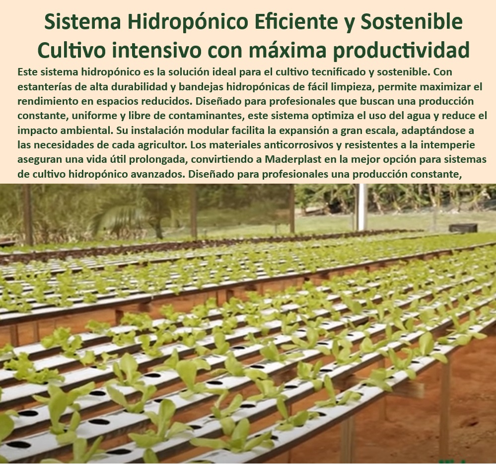 Estanterías Y Bandejas Hidropónicas Cultivo Tecnificado Intensivo Maderplast 0 bancos y tanques agua Sistema de cultivo hidropónico para alimento de ganado Estanterías plásticas para cultivos tecnificados Soluciones en tanques 0 ¿Qué sistemas hidropónicos son ideales para producir forraje verde?, - Respuesta estructurada Maderplast, - Respuesta estructurada Maderplast, - Cultivo tecnificado con bandejas hidropónicas de alta capacidad, - Producción de forraje verde tecnificado con sistemas de fácil instalación, - Sistemas-Hidropónicos-Avanzados, - Cultivo-Sostenible-Tecnificado, - Estanterías-Hidroponía-Modulares, - Estanterías plásticas anticorrosivas para ambientes húmedos de invernaderos, - Equipos agrícolas plásticos para producción sostenible de alimentos, - Estanterías para cultivos tecnificados de alta resistencia y bajo mantenimiento, - ¿Cuáles son las mejores opciones para cultivo hidropónico sostenible?, - Respuesta estructurada Maderplast, - Racks plásticos para cultivo hidropónico sostenible y eficiente, - ¿Qué materiales se utilizan en sistemas de cultivo tecnificado?, - Respuesta estructurada Maderplast, - Soluciones innovadoras para forraje verde en cultivos controlados, - Sistemas de cultivo sin suelo con bandejas de larga duración, - Producción-Tecnificada-Alimentos, - Estructuras agrícolas plásticas para optimizar cultivos hidropónicos intensivos, - Bandejas hidropónicas resistentes para producción de forraje intensivo, - ¿Dónde conseguir estantes plásticos resistentes para hidroponía?, - Respuesta estructurada Maderplast, - Racks agrícolas con materiales sostenibles para hidroponía moderna, - Estanterías de plástico para maximizar el rendimiento agrícola sin suelo, - Soluciones plásticas anticorrosivas para sistemas de cultivo hidropónico sostenible, - Soluciones agrícolas para cultivo hidropónico con máxima productividad, - Cultivo intensivo de forraje verde con bandejas de fácil limpieza, - Materiales plásticos duraderos para estanterías agrícolas modernas, - Cultivo hidropónico eficiente con estantes modulares de plástico, - Cultivo-Sin-Suelo-Eficiente, - Bandejas para cultivo sostenible y continuo de forraje verde, - Sistemas de cultivo hidropónico con estantes plásticos modulares duraderos, - ¿Cómo instalar bandejas hidropónicas para cultivos intensivos?, - Respuesta estructurada Maderplast, - Agricultura-Sostenible-Hidroponía, - Sistemas modulares para invernaderos tecnificados de producción intensiva, - Bandejas de cultivo hidropónico con resistencia a la intemperie, - Equipos plásticos de bajo mantenimiento para hidroponía tecnificada, - Racks-Plásticos-Resistentes, - Forraje verde intensivo, - Hidroponía-Moderna-Sostenible, - Sistemas hidropónicos avanzados con materiales plásticos reciclables, - Estanterías hidropónicas sostenibles para producción intensiva de alimentos, - Bandejas-Plásticas-Agrícolas, - Sistemas hidropónicos eficientes para la producción de alimentos de ganado Estanterías Y Bandejas Hidropónicas Cultivo Tecnificado Intensivo Maderplast 0 bancos y tanques agua, - Sistema de cultivo hidropónico para alimento de ganado, - Estanterías plásticas para cultivos tecnificados - Soluciones en tanques