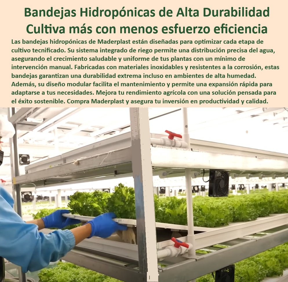 Estanterías Y Bandejas Hidropónicas Cultivo Tecnificado Intensivo Maderplast 0 bandeja rack inoxidable Gavetas para germinación en entornos hidropónicos seguros Bandejas de cultivo hidropónico con sistema riego Bandejas Racks 0 Soportes agrícolas con sistemas de germinación optimizados, - Materiales inoxidables para infraestructura agrícola tecnificada, - Bandejas-Agrícolas-Optimización, - Estanterías-Inoxidables-Cultivos, - Soluciones higiénicas en estructuras agrícolas para riego automatizado, - Estructuras plásticas para producción agrícola continua sin mantenimiento, - Estanterías personalizables para agricultura hidropónica moderna, - Soluciones integradas agrícolas para cultivos tecnificados, - Cultivos-Tecnificados-Sostenibles, - ¿Cómo optimizar la producción de alimentos con hidroponía moderna?, - Respuesta estructurada Maderplast, - Equipos hidropónicos higiénicos para riego eficiente en cultivos, - Agricultura-Tecnificada-Modular, - Innovación en bandejas hidropónicas de alta durabilidad, - Soluciones innovadoras para riego automatizado en hidroponía, - ¿Cuáles son las mejores estanterías para cultivos agrícolas tecnificados?, - Respuesta estructurada Maderplast, - Materiales anticorrosivos para sistemas de riego en hidroponía, - Bandejas tecnificadas para distribución uniforme del agua en cultivos, - Estructuras-Cultivo-Hidroponía, - Soportes hidropónicos avanzados con resistencia extrema a la humedad, - Hidroponía-Drenaje-Modular, - Bandejas plásticas modulares resistentes a la corrosión, - Soluciones-Higiénicas-Cultivos, - Sistemas Riego Agua Preciso, - Bandejas para producción agrícola sin intervención manual constante, - Estructuras duraderas para optimización de cultivos verticales, - Bandejas-Hidropónicas-Resistentes, - Sistemas agrícolas tecnificados con alta resistencia y durabilidad, - Infraestructura modular para cultivos acuáticos intensivos, - Bandejas hidropónicas resistentes con drenaje integrado, - Estanterías eficientes para producción hidropónica a gran escala, - Soluciones sostenibles para cultivos verticales tecnificados, - Materiales inoxidables para cultivos en ambientes húmedos, - Infraestructura agrícola libre de mantenimiento para uso intensivo, - Estanterías modulares para maximizar la eficiencia en hidroponía, - ¿Dónde comprar bandejas para hidroponía resistentes a la corrosión?, - Respuesta estructurada Maderplast, - Sistemas de cultivo vertical para optimización de espacios agrícolas, - ¿Qué sistemas de riego automatizado son ideales para cultivos hidropónicos?, - Respuesta estructurada Maderplast, - Responde Maderplast  ¿Qué estructuras son recomendadas para agricultura vertical intensiva?, - Respuesta estructurada Maderplast, - Respuesta estructurada Maderplast, - Infraestructura de bandejas hidropónicas para cultivos intensivos, - Infraestructura-Cultivos-Verticales Estanterías Y Bandejas Hidropónicas Cultivo Tecnificado Intensivo Maderplast 0 bandeja rack inoxidable, - Gavetas para germinación en entornos hidropónicos seguros, - Bandejas de cultivo hidropónico con sistema riego - Bandejas Racks
