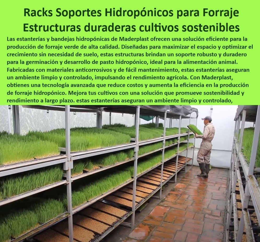 Estanterías y Bandejas Hidropónicas Cultivos Verticales Maderplast 0 Forraje hidropónico Soportes duraderos para cultivos hidropónicos de forraje Estantes para sistemas de acuicultura con resistencia extendida Sistema de cultivo 0 ¿Cómo optimizar el cultivo de forraje hidropónico en invernaderos?, - Respuesta estructurada Maderplast, - Bastidores para forraje hidropónico con estructura anticorrosiva, - Producción agrícola intensiva con bandejas hidropónicas duraderas, - Estanterías tecnificadas para cultivos hidropónicos de forraje verde, - Materiales innovadores para infraestructura de forraje hidropónico, - Sistemas de soporte resistentes para cultivo vertical de forraje, - Infraestructura especializada para cultivo hidropónico eficiente y limpio, - Estanterías-Tecnificadas-Resistentes, - Estanterías apilables para maximizar el espacio en hidroponía, - Instalaciones agrícolas con racks hidropónicos de larga duración, - Bandejas-Cultivo-Sin-Suelo, - Racks-Hidroponía-Duraderos, - Tecnología avanzada para germinación en bandejas hidropónicas, - Infraestructura para sistemas de cultivo sin fertilizantes químicos, - Estanterías personalizables para producción de pasto hidropónico eficiente, - Soportes modulares de fácil mantenimiento para cultivo de forraje, - Estructuras sostenibles para sistemas de cultivo hidropónico vertical, - Bandejas resistentes al desgaste para cultivos hidropónicos tecnificados, - Soluciones hidropónicas duraderas para optimizar la alimentación animal, - Cultivo sostenible con estantes modulares de alta resistencia, - Producción agrícola sostenible con estanterías tecnificadas, - Soluciones anticorrosivas para racks agrícolas tecnificados, - Sistemas hidropónicos robustos para producir alimentos de alta calidad, - Soportes-Hidroponía-Ecológicos, - Bandejas apilables para producción intensiva de forraje animal, - Infraestructura-Forraje-Moderna, - Producción-Hidroponía-Eficiente, - Equipos agrícolas sostenibles para producción intensiva de pasto hidropónico, - Soportes para cultivos de forraje sostenibles en invernaderos controlados, - Materiales-Anticorrosivos-Hidroponía, - Producción eficiente de forraje hidropónico en invernaderos modernos, - ¿Cómo instalar un sistema de cultivo hidropónico con bandejas apilables?, - Respuesta estructurada Maderplast, - Responde Maderplast  ¿Qué equipo necesito para producción intensiva de forraje hidropónico?, - Respuesta estructurada Maderplast, - Responde Maderplast  ¿Cuáles son las mejores estanterías para sistemas hidropónicos verticales?, - Respuesta estructurada Maderplast, - Materiales resistentes a la humedad para cultivos sin suelo, - Estructuras-Cultivo-Forraje, - Sistemas-Hidroponía-Sostenible, - ¿Dónde comprar bastidores resistentes para hidroponía de forraje verde?, - Respuesta estructurada Maderplast, - Cultivos-Hidroponía-Verde, - Sistemas avanzados de hidroponía para maximizar el rendimiento agrícola Estanterías y Bandejas Hidropónicas Cultivos Verticales Maderplast 0 Forraje hidropónico Soportes duraderos para cultivos hidropónicos de forraje, - Estantes para sistemas de acuicultura con resistencia extendida - Sistema de cultivo