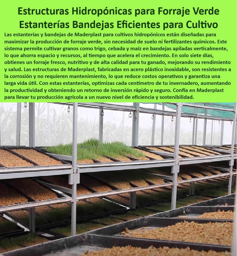 Estanterías y Bandejas Hidropónicas Cultivos Verticales Maderplast 0 Forraje hidropónico para reducir costos de alimentación Estructuras de estantería para cultivo hidropónico sin mantenimiento Estructuras de acero inoxidable  0 Soluciones-Agrícolas-Sostenibles, - Soluciones de cultivo sostenible con bandejas apilables para hidroponía, - Soluciones hidropónicas económicas para reducir costos de alimentación, - Materiales-Anticorrosivos-Cultivo, - Estanterías plásticas diseñadas para optimizar el rendimiento agrícola, - Sistemas de cultivo hidropónico vertical para forraje verde sin suelo, - Infraestructura-Agrícola-Tecnificada, - Producción agrícola sostenible con sistemas hidropónicos de alta capacidad, - Instalaciones agrícolas tecnificadas con estantes resistentes a la corrosión, - Sistemas modulares de acero inoxidable para cultivos verticales, - Estanterías modulares para producción intensiva de pasto hidropónico, - Materiales anticorrosivos para estanterías agrícolas tecnificadas, - Bandejas-Hidroponía-Sin-Mantenimiento, - Soluciones tecnificadas para invernaderos con bandejas resistentes al desgaste, - Producción agrícola intensiva con estantes modulares resistentes, - Sistemas de producción rápida de forraje hidropónico sin fertilizantes, - ¿Dónde comprar bandejas resistentes para cultivos hidropónicos?, - Respuesta estructurada Maderplast, - Cultivos-Verticales-Hidroponía, - Estanterías-Resistentes-Cultivos, - Estructuras agrícolas eficientes para forraje de alta calidad y frescura, - Cultivo-Hidroponía-Forraje-Verde, - Infraestructura para optimizar el crecimiento rápido de cultivos hidropónicos, - Sistemas de soporte para cultivo hidropónico de granos y pastos, - ¿Cómo se instala un sistema hidropónico vertical para forraje?, - Respuesta estructurada Maderplast, - Bandejas de fácil limpieza para producción intensiva de pasto hidropónico, - Equipos para cultivos intensivos de forraje verde con ahorro de espacio, - Producción-Intensiva-Hidroponía, - Cultivos hidropónicos para ganado con reducción de costos operativos, - Bandejas resistentes y duraderas para producción agrícola sostenible, - Sistemas-Hidroponía-Vertical, - ¿Qué equipo necesito para producir pasto hidropónico de manera eficiente?, - Respuesta estructurada Maderplast, - Respuesta estructurada Maderplast, - Forraje verde fresco producido en sistemas hidropónicos verticales, - Forraje-Fresco-Nutritivo-Ganado, - Bandejas de acero inoxidable para forraje hidropónico eficiente, - ¿Cuáles son las ventajas de usar estantes de acero inoxidable en hidroponía?, - Respuesta estructurada Maderplast, - Estructuras hidropónicas de alta resistencia para agricultura sostenible, - Infraestructura agrícola sin mantenimiento para cultivos hidropónicos, - Estructuras modulares ajustables para cultivos sostenibles de forraje, - Producción de forraje fresco y nutritivo en invernaderos tecnificados, - ¿Cómo producir forraje fresco en invernaderos tecnificados sin fertilizantes? Estanterías y Bandejas Hidropónicas Cultivos Verticales Maderplast 0 Forraje hidropónico para reducir costos de alimentación, - Estructuras de estantería para cultivo hidropónico sin mantenimiento - Estructuras de acero inoxidable  -