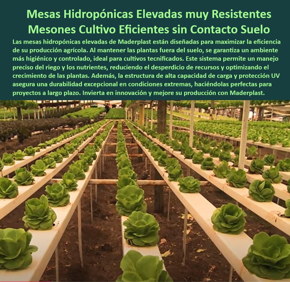 Estructuras Hidropónicas Elevadas Cultivos sin Suelo Soportes Elevados Maderplast 0 Mesas de soporte hidropónico con protección UV Mesas para siembra hidropónica con alta capacidad de carga Estructuras de cultivo resistentes mesa 0 Sistemas de hidroponía sin suelo con diseño innovador y duradero, - Mesas técnicas para hidroponía con máxima durabilidad y eficiencia, - Sistemas de soporte hidropónico sin suelo para cultivos controlados, - Soluciones agrícolas sostenibles con estructuras elevadas para hidroponía, - Mesas técnicas para hidroponía con diseño higiénico y funcional, - Infraestructura agrícola sostenible para cultivos hidropónicos sin contacto con el suelo, - Soportes-Hidroponía-Protección-UV, - Mesas técnicas hidropónicas diseñadas para optimizar recursos agrícolas, - Estructuras para cultivos hidropónicos diseñadas para alta capacidad de carga, - Soportes agrícolas avanzados para maximizar el rendimiento de los cultivos, - Mesas agrícolas hidropónicas diseñadas para proyectos a largo plazo, - Mesas-Hidroponía-Sin-Suelo, - Soluciones-Hidroponía-Avanzadas, - Soluciones técnicas de hidroponía para ambientes de cultivo controlados, - Soportes elevados de hidroponía con protección UV integrada, - Infraestructura-Hidropónica-Sostenible, - Soportes modulares de hidroponía con diseño ergonómico y eficiente, - Mesas para cultivos hidropónicos ideales para producción intensiva, - Infraestructura de hidroponía con máxima estabilidad y resistencia, - Sistemas de soporte hidropónico resistentes a condiciones extremas, - Estructuras de cultivo para ambientes agrícolas higiénicos y controlados, - Sistemas-Hidropónicos-Eficientes, - Mesas-Para-Producción-Agrícola, - ¿Dónde comprar mesas hidropónicas resistentes para cultivos sin suelo?, - Respuesta estructurada Maderplast, - Respuesta estructurada Maderplast, - Respuesta de Maderplast ¿Qué mesas técnicas hidropónicas maximizan la eficiencia en cultivos agrícolas?, - Respuesta estructurada Maderplast, - Soluciones hidropónicas sostenibles con estructuras resistentes a la humedad, - Soportes hidropónicos anticorrosivos para ambientes controlados, - Cultivos-Sostenibles-Con-Mesas, - Estructuras de hidroponía para optimizar el crecimiento de las plantas, - Mesas hidropónicas resistentes para cultivos sin contacto con el suelo, - Estructuras-Hidropónicas-Duraderas, - Mesas resistentes a la corrosión para cultivos hidropónicos sin suelo, - Mesas de cultivo hidropónico para maximizar la productividad agrícola, - Mesas elevadas para cultivos agrícolas sostenibles y sin mantenimiento, - Mesas-Agrícolas-Sin-Mantenimiento, - ¿Dónde encontrar sistemas de soporte para hidroponía con protección UV?, - Respuesta estructurada Maderplast, - Mesas agrícolas con protección UV para cultivos sin contacto con el suelo, - ¿Cuáles son las estructuras más duraderas para hidroponía sin contacto con el suelo?, - Respuesta estructurada Maderplast, - Soportes-Elevados-Para-Cultivos, - ¿Qué soportes hidropónicos son ideales para proyectos agrícolas sostenibles? Estructuras Hidropónicas Elevadas Cultivos sin Suelo Soportes Elevados Maderplast 0 Mesas de soporte hidropónico con protección UV, - Mesas para siembra hidropónica con alta capacidad de carga, - Estructuras de cultivo resistentes mesa