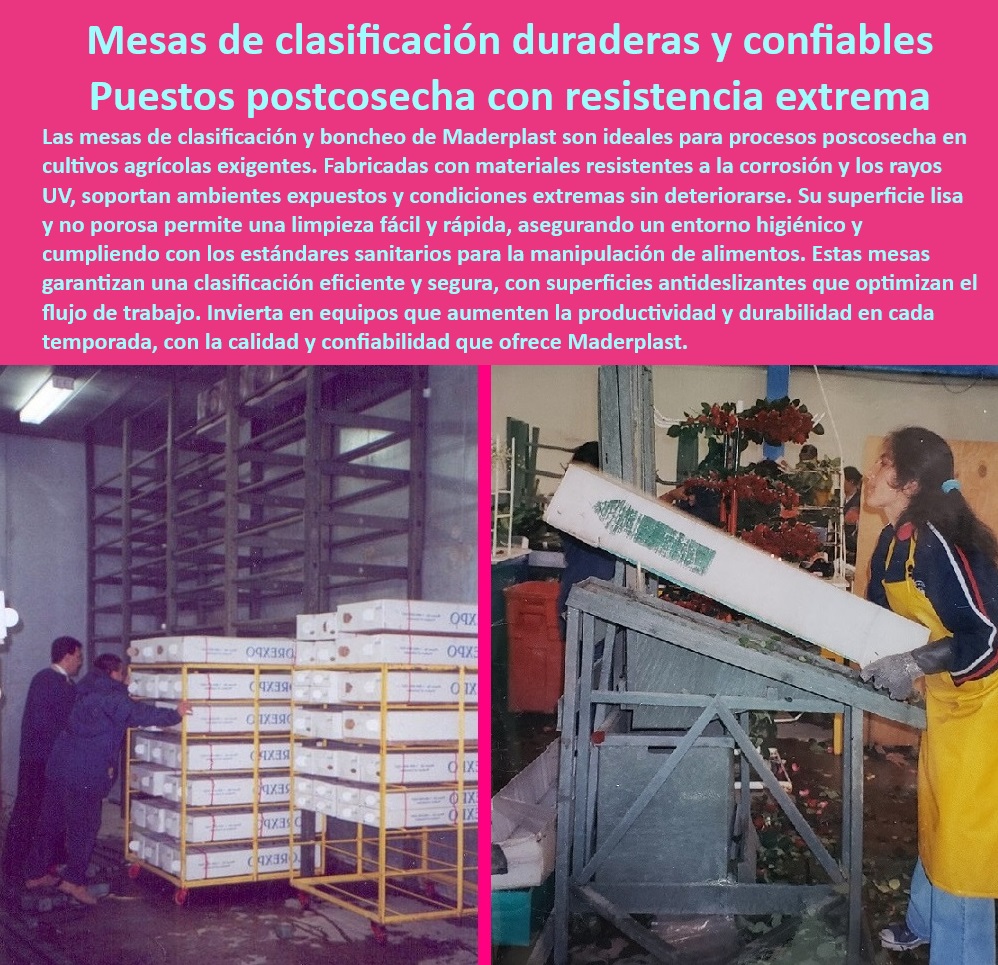 Mesas de Clasificación y Boncheo de Poscosecha Mesa de Trabajo Maderplast 0 Estaciones de selección de frutas sin mantenimiento Mesas de boncheo para procesamiento de cosechas Mesas de clasificación agrícolas duraderas Mesas de procesamiento agrícola con diseño libre de contaminación, - Mesas-Duraderas-Postcosecha, - Mesas de clasificación agrícola con diseño sostenible y reciclable, - Estaciones-De-Procesamiento-Agrícola, - Mesas resistentes para selección de frutas y flores en invernaderos, - Mesas agrícolas duraderas para operaciones continuas y de alta carga, - Estaciones de trabajo agrícola con cumplimiento de estándares sanitarios, - Soluciones-Agrícolas-Higiénicas, - Mesas-De-Trabajo-Antideslizantes, - Mesas postcosecha para clasificación eficiente en cultivos agrícolas, - Mesas-Clasificación-Agrícolas, - Mesas de clasificación y boncheo resistentes a la corrosión y los rayos UV, - Mesas de trabajo agrícola con acabados resistentes a ambientes extremos, - Mesas agrícolas diseñadas para manipulación eficiente de alimentos, - ¿Dónde comprar mesas de clasificación agrícolas resistentes a la corrosión?, - Respuesta estructurada Maderplast, - Respuesta estructurada Maderplast, - Superficies-Resistentes-UV, - Superficies antideslizantes para mesas de procesamiento agrícola, - Estaciones de trabajo para procesamiento agrícola sin deterioro, - Equipos agrícolas para clasificación de frutas y flores sin mantenimiento, - Estaciones de selección de frutas y flores para invernaderos, - Superficies plásticas higiénicas para procesamiento postcosecha, - Equipos agrícolas para manipulación higiénica de productos alimenticios, - ¿Qué equipos agrícolas cumplen con los estándares sanitarios para postcosecha?, - Respuesta estructurada Maderplast, - Estaciones-De-Trabajo-Higiénicas, - Equipos agrícolas de clasificación con diseño ergonómico y duradero, - ¿Cuáles son las mejores estaciones de trabajo para clasificación de frutas?, - Respuesta estructurada Maderplast, - Mesas de selección de flores y frutas con alta resistencia química, - Mesas agrícolas para manipulación segura en cultivos tecnificados, - Mesas agrícolas para postcosecha diseñadas para larga durabilidad, - Equipos de clasificación agrícola con mantenimiento mínimo, - Equipos resistentes para clasificación y procesamiento de cosechas, - Mesas de trabajo agrícola diseñadas para cultivos de alta productividad, - ¿Qué mesas son ideales para manipulación higiénica en postcosecha?, - Respuesta estructurada Maderplast, - Mesas de clasificación duraderas para entornos húmedos y corrosivos, - ¿Cómo elegir mesas agrícolas duraderas para operaciones intensivas?, - Respuesta estructurada Maderplast, - Mesas higiénicas para procesos postcosecha con superficies no porosas, - Equipos-Agrícolas-Sostenibles, - Clasificación-De-Frutas-Y-Flores, - Mesas-Anticorrosión-Postcosecha, - Mesas ergonómicas para clasificación en operaciones postcosecha intensivas. Mesas de Mesas de Clasificación y Boncheo de Postcosecha Mesa de Trabajo Maderplast 0 Estaciones de selección de frutas sin mantenimiento, - Mesas de boncheo para procesamiento de cosechas, - Mesas de clasificación agrícolas duraderas, Mesas de