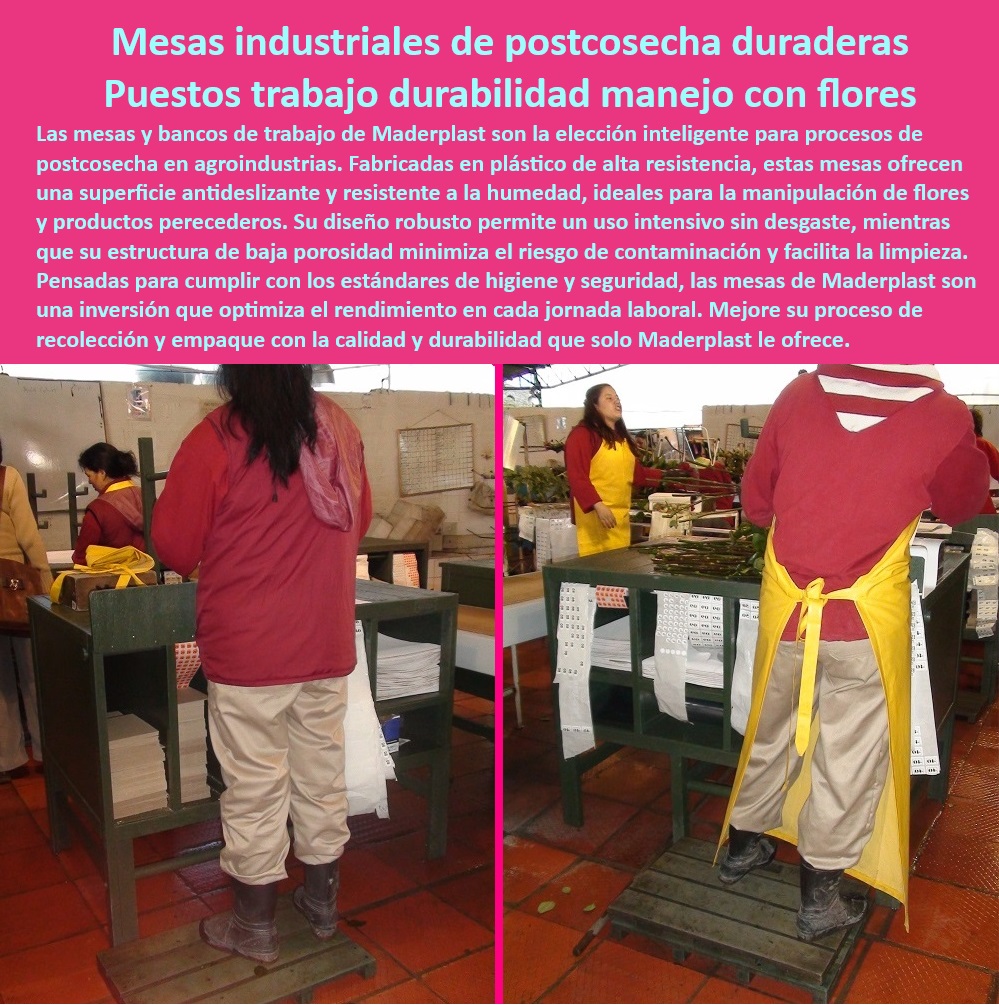 Mesas de Clasificación y Boncheo de Poscosecha Mesa de Trabajo Maderplast 0 Mesas de boncheo para cosechas intensivas Mesas de clasificación con protección contra la humedad Mesas de clasificación diseñadas agroindustria Mesas 0 Mesas agroindustriales para procesos higiénicos en manipulación de productos, - Mesas industriales para optimización en manipulación de productos frescos, - Bancos de clasificación para manejo de flores con estándares de calidad, - Superficies-Antideslizantes-Flores, - ¿Cómo elegir mesas postcosecha con diseño ergonómico para trabajos intensivos?, - Respuesta estructurada Maderplast, - Respuesta estructurada Maderplast, - Mesas duraderas para selección y empaque de flores frescas, - Estaciones de selección para productos frescos con diseño robusto, - Estaciones de trabajo en agroindustrias para manejo de flores y hortalizas, - ¿Dónde comprar estaciones de trabajo para procesos postcosecha en agroindustrias?, - Respuesta estructurada Maderplast, - Respuesta de Maderplast ¿Cuáles son las mejores mesas higiénicas para clasificación en floricultura?, - Respuesta estructurada Maderplast, - Mesas industriales de clasificación agrícola para procesos de postcosecha de flores, - Equipos de trabajo agrícola con superficies libres de mantenimiento, - Estaciones agrícolas duraderas con diseño ergonómico para trabajos intensivos, - Soluciones-Eficientes-Agroindustria, - Bancos de trabajo resistentes para manejo de flores y productos perecederos, - ¿Qué mesas agrícolas son ideales para manejo de flores y productos perecederos?, - Respuesta estructurada Maderplast, - Soluciones agrícolas en mesas para manipulación de productos perecederos, - Mesas-Higiénicas-Agroindustria, - Equipos Agrícolas-Duraderos, - Bancos-Trabajo-Agrícola, - Mesas-Clasificación-Postcosecha, - Mesas higiénicas para procesos continuos en agroindustria y floricultura, - Equipos agrícolas para clasificación de productos con alta resistencia, - ¿Qué equipos agrícolas ofrecen durabilidad y resistencia para manejo de flores?, - Respuesta estructurada Maderplast, - Mesas de plástico de alta resistencia para manejo de flores frescas, - Mesas de trabajo agrícola resistentes a la humedad y la corrosión, - Mesas-Industriales-Postcosecha, - Mesas Plásticas-Resistentes, - Equipos agrícolas con diseño ergonómico para manipulación de flores, - Mesas de trabajo industriales para optimización en procesos postcosecha, - Soluciones poscosecha eficientes con mesas de trabajo resistentes, - Equipos agrícolas duraderos para manejo de flores y productos perecederos, - Mesas postcosecha diseñadas para optimizar la recolección y empaque, - Mesas-Duraderas-Para-Flores, - Mesas postcosecha libres de contaminación para agroindustria eficiente, - Bancos de trabajo higiénicos para industrias agrícolas y floricultura, - Mesas postcosecha con diseño higiénico y superficies antideslizantes, - Mesas plásticas resistentes para agroindustrias con bajo mantenimiento, - Estaciones-Agrícolas-Resistentes, - Mesas para clasificación de flores con superficies antideslizantes y lavables. Mesas de Clasificación y Boncheo de Poscosecha Mesa de Trabajo Maderplast 0 Mesas de boncheo para cosechas intensivas, - Mesas de clasificación con protección contra la humedad, - Mesas de clasificación diseñadas agroindustria, Mesas 0