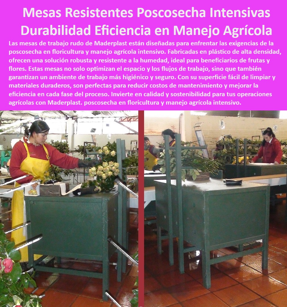 Mesas de Clasificación y Boncheo de Poscosecha Mesa de Trabajo Maderplast 0 Mesas para beneficiadero de flores y frutas de alta demanda Estaciones de selección para cultivos tecnificados Equipos para clasificación de fruta 0 ¿Qué mesas son ideales para procesos intensivos de postcosecha en floricultura?, - Respuesta estructurada Maderplast, - Respuesta estructurada Maderplast, - Mesas-Resistentes-Postcosecha, - Estaciones de trabajo agrícola duraderas y libres de mantenimiento, - Estaciones de selección robustas para agroindustrias de alto rendimiento, - Mesas de clasificación agrícola con diseño higiénico y ergonómico, - ¿Dónde encontrar mesas agrícolas resistentes para manejo de flores y frutas?, - Respuesta estructurada Maderplast, - Bancos-Trabajo-Floricultura, - Mesas ergonómicas para procesos agrícolas de alta intensidad, - Mesas para beneficiario de flores con diseño robusto y funcional, - Mesas duraderas para manipulación de productos perecederos en agroindustrias, - Soluciones-Clasificación-Agrícola, - Mesas para floricultura con diseño enfocado en higiene y seguridad, - Estaciones-Clasificación-Agroindustriales, - Bancos de trabajo en plástico resistentes a impactos y corrosión, - Soluciones agrícolas en mesas plásticas de alta resistencia y durabilidad, - Mesas-Industriales-Floricultura, - Soluciones en mesas de trabajo agrícola con bajo mantenimiento, - Mesas para clasificación de frutas y flores con durabilidad garantizada, - Bancos plásticos resistentes para manipulación de productos perecederos, - Mesas-Ergonómicas-Agrícolas, - Equipos agrícolas duraderos para recolección y empaque de flores, - Estaciones de trabajo resistentes para operaciones agrícolas continuas, - Bancos postcosecha ideales para agroindustrias y floricultores, - Equipos agrícolas diseñados para optimizar procesos de postcosecha, - Mesas industriales para clasificación de flores y frutas en postcosecha, - Mesas industriales para floricultura con superficies fáciles de limpiar, - Mesas de plástico de alta densidad para manejo agrícola intensivo, - Equipos agrícolas diseñados para manipulación eficiente de flores frescas, - Mesas de trabajo agrícola diseñadas para floricultura de alta demanda, - Bancos agrícolas para clasificación y manejo de flores frescas, - Mesas resistentes para procesos intensivos de postcosecha agrícola, - ¿Cuáles son las mejores estaciones de trabajo para agroindustrias?, - Respuesta estructurada Maderplast, - Equipos-Agrícolas-Diseño-Higiénico, - Mesas-Duraderas-Para-Flores, - Mesas postcosecha con resistencia a humedad y uso continuo, - ¿Qué equipos agrícolas garantizan durabilidad en el manejo de productos frescos?, - Respuesta estructurada Maderplast, - Respuesta de Maderplast ¿Qué beneficios ofrecen las mesas plásticas para floricultura intensiva?, - Respuesta estructurada Maderplast, - Equipos-Resistentes-Agricultura, - Mesas plásticas para clasificación agrícola con estándares de calidad, - Mesas Plásticas-Postcosecha Mesas de Clasificación y Boncheo de Poscosecha Mesa de Trabajo Maderplast 0 Mesas para beneficiadero de flores y frutas de alta demanda, - Estaciones de selección para cultivos tecnificados - Equipos para clasificación de fruta