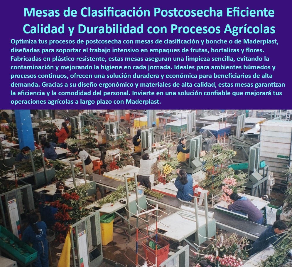 Mesas de Clasificación y Boncheo de Poscosecha Mesa de Trabajo Maderplast 0 Mesas para clasificación de hortalizas frescas Estaciones de selección para cultivos tecnificados Equipos para clasificación de frutas duraderos 0 Equipos de clasificación agrícola diseñados para ambientes húmedos y corrosivos, - Procesos-Agrícolas-Sostenibles, - Estaciones de trabajo para clasificación de cultivos tecnificados en postcosecha, - Mesas de clasificación postcosecha con materiales resistentes a los rayos UV, - Mesas para clasificación de hortalizas frescas con estándares sanitarios, - Estaciones de selección agrícola diseñadas para optimizar procesos postcosecha, - Equipos-Para-Clasificación-Fresca, - Mesas de clasificación agrícola para frutas y hortalizas con superficies antideslizantes, - Mesas de trabajo resistentes a la corrosión para clasificación de cultivos, - Estaciones de selección agrícola con diseño libre de contaminación, - Soluciones sostenibles para clasificación de cultivos con materiales reciclables, - Mesas agrícolas resistentes al desgaste y al contacto con productos químicos, - Soluciones-Postcosecha-Eficientes, - Estaciones-De-Trabajo-Agrícolas, - Mesas postcosecha resistentes al agua y de larga vida útil, - Equipos de procesamiento agrícola con diseño robusto y libre de mantenimiento, - Equipos agrícolas duraderos para clasificación de flores y vegetales frescos, - Mesas agrícolas para procesos higiénicos en el manejo de cultivos frescos, - Equipos agrícolas especializados en clasificación y boncheo de productos frescos, - ¿Cómo elegir mesas resistentes para clasificación intensiva en la agricultura?, - Respuesta estructurada Maderplast, - Respuesta estructurada Maderplast, - Respuesta de Maderplast ¿Dónde puedo comprar estaciones agrícolas para procesos de postcosecha?, - Respuesta estructurada Maderplast, - Mesas-Plásticas-Libres-De-Mantenimiento, - Mesas-Duraderas-Para-Frutas, - ¿Qué opciones de mesas postcosecha ofrecen materiales duraderos y fáciles de limpiar?, - Respuesta estructurada Maderplast, - Mesas ergonómicas para mejorar la productividad en procesos de selección agrícola, - ¿Qué equipos agrícolas son ideales para la clasificación higiénica de cultivos?, - Respuesta estructurada Maderplast, - Estaciones-De-Selección-Modulares, - Mesas-Resistentes-Postcosecha, - Mesas duraderas para procesamiento agrícola con alta resistencia al desgaste, - ¿Cuáles son las mejores mesas para clasificación de frutas y hortalizas?, - Respuesta estructurada Maderplast, - Mesas de trabajo agrícola operaciones para postcosecha sin mantenimiento, - Soluciones modulares para clasificación de frutas en operaciones de alta demanda, - Mesas-Clasificación-Higiénicas, - Mesas higiénicas para clasificación de productos frescos en operaciones agrícolas, - Equipos para clasificación agrícola libres de contaminación y fáciles de limpiar, - Superficies-Antideslizantes-Agrícolas, - Soluciones ergonómicas para clasificación intensiva en industrias agrícolas, - Mesas agrícolas para manipulación eficiente y segura en postcosecha, - Equipos agrícolas para clasificación y selección en procesos continuos, - Mesas agrícolas fabricadas en plástico resistente y de fácil limpieza. Mesas de Clasificación y Boncheo de Poscosecha Mesa de Trabajo Maderplast 0 Mesas para clasificación de hortalizas frescas, - Estaciones de selección para cultivos tecnificados - Equipos para clasificación de frutas duraderos,