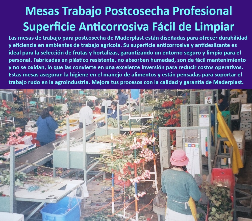 Mesas de Clasificación y Boncheo de Poscosecha Mesa de Trabajo Maderplast 0 Superficies antideslizantes para selección de frutas y hortalizas Mesas de trabajo agrícolas con fácil limpieza Superficie de trabajo anticorrosivas inoxidables 0  -Soluciones-Agroindustria-Intensiva, - Mesas plásticas duraderas para beneficiarios de flores y frutas, - Mesas de alta densidad para operaciones agrícolas intensivas, - Mesas agrícolas resistentes con superficies anticorrosivas para postcosecha, - Mesas industriales de plástico resistentes a productos químicos, - Mesas-Duraderas-Manejo-Flores, - Bancos de trabajo para agroindustria con superficie antideslizante, - Mesas profesionales de fácil limpieza para agroindustria de alta demanda, - Equipos de clasificación agrícola con diseño robusto y seguro, - Mesas con superficies inoxidables para selección agrícola eficiente, - Mesas resistentes para trabajo continuo en beneficiarios agrícolas, - Bancos de trabajo con superficies no absorbentes para agroindustria, - Mesas para manejo agrícola intensivo con resistencia garantizada, - Mesas industriales para selección de frutas frescas en agroindustrias, - Mesas higiénicas para procesos agrícolas en ambientes húmedos, - Mesas modulares para manejo de frutas y flores en postcosecha, - Mesas diseñadas para mejorar la higiene en manejo poscosecha, - Equipos-Higiénicos-Manejo-Alimentos, - Mesas-Para-Beneficiaderos-Agrícolas, - Estaciones de trabajo resistentes a la corrosión para agroindustria, - Mesas de trabajo antideslizantes para selección de frutas y hortalizas, - Superficies-Antideslizantes-Agrícolas, - Mesas-Inoxidables-Para-Frutas, - Mesas de trabajo agrícola con diseño higiénico y resistente a la humedad, - ¿Qué mesas agrícolas ofrecen durabilidad y fácil limpieza?, - Respuesta estructurada Maderplast, - Respuesta estructurada Maderplast, - Respuesta de Maderplast ¿Qué equipo agrícola es ideal para procesos intensivos de postcosecha?, - Respuesta estructurada Maderplast, - Respuesta de Maderplast ¿Dónde puedo comprar mesas plásticas para manejo de productos frescos?, - Respuesta estructurada Maderplast, - Mesas agrícolas ecológicas con resistencia UV y diseño ergonómico, - Mesas plásticas con bajo mantenimiento para agroindustrias, - Mesas anticorrosivas ideales para procesos intensivos de postcosecha, - Mesas Modulares-Agricultura, - Mesas agrícolas con garantía de durabilidad en ambientes extremos, - Equipos agrícolas especializados para manejo seguro de alimentos, - Mesas-Plásticas-Fácil-Limpieza, - ¿Cuáles son las mejores mesas agrícolas con superficies anticorrosivas?, - Respuesta estructurada Maderplast, - Mesas agrícolas antideslizantes diseñadas para procesos poscosecha, - Mesas agrícolas libres de óxido para manejo de productos perecederos, - Mesas-Anticorrosivas-Postcosecha, - Equipos-Resistentes-Para-Agricultura, - ¿Qué mesas son ideales para selección de frutas en agroindustrias? Mesas de Clasificación y Boncheo de Poscosecha Mesa de Trabajo Maderplast 0 Superficies antideslizantes para selección de frutas y hortalizas Mesas de trabajo agrícolas con fácil limpieza Superficie de trabajo anticorrosivas inoxidables 0   