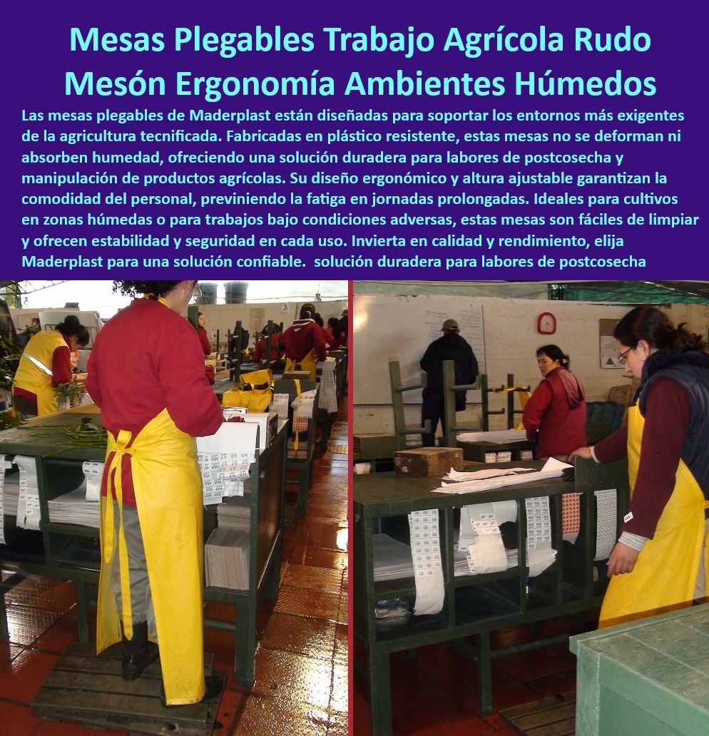 Mesas de Clasificación y Boncheo de Poscosecha Mesa de Trabajo Maderplast 0 Superficies resistentes a la humedad para cultivos Mesones para beneficiadero de café y cacao Mesones con altura ajustable para comodidad laboral Mesas d 0 Mesas agrícolas para clasificación de cultivos con resistencia al desgaste, - Mesas-Agrícolas-De-Plástico, - Mesas para manejo agrícola eficiente con resistencia garantizada, - Mesas agrícolas robustas con diseño ergonómico para uso continuo, - Mesones agrícolas de alta durabilidad y fácil limpieza para agroindustrias, - ¿Qué mesas agrícolas son ideales para trabajos en ambientes húmedos?, - Respuesta estructurada Maderplast, - Mesas de postcosecha ideales para procesar flores y frutas delicadas, - Mesas plegables agrícolas resistentes para postcosecha en ambientes húmedos, - ¿Qué mesas de trabajo agrícola son resistentes a la corrosión?, - Respuesta estructurada Maderplast, - Respuesta estructurada Maderplast, - Mesas industriales para procesos agrícolas intensivos y húmedos, - Mesas agrícolas adaptadas a condiciones climáticas extremas y húmedas, - Mesas de trabajo agrícolas plegables para uso intensivo y versátil, - Mesas-Industriales-Agrícolas, - ¿Dónde encontrar mesas ergonómicas para manejo de postcosecha?, - Respuesta estructurada Maderplast, - Mesones-Higiénicos-Para-Cultivos, - Mesones ergonómicos para manejo eficiente de cultivos en agroindustrias, - Equipos-Agrícolas-Resistentes, - ¿Cuáles son las mejores mesas plegables para trabajos agrícolas intensivos?, - Respuesta estructurada Maderplast, - Mesas plásticas robustas para trabajos de selección de frutas y hortalizas, - Equipos agrícolas especializados para manejo de cultivos en zonas húmedas, - Mesas de postcosecha con diseño higiénico y superficies no absorbentes, - ¿Cuáles son las mesas recomendadas para beneficiarios de café y cacao?, - Respuesta estructurada Maderplast, - Respuesta de Maderplast ¿Mesas agrícolas resistentes a la humedad para trabajos prolongados, - Mesas de trabajo diseñadas para evitar deformaciones en condiciones adversas, - Mesas de trabajo con materiales duraderos y resistentes a la corrosión, - Mesas ajustables para trabajos agrícolas intensivos en zonas húmedas, - Mesas-Agrícolas-Ergonómicas, - Mesas para beneficiario de café y cacao con diseño ajustable, - Mesas industriales antideslizantes para procesos de selección de cultivos, - Mesas de plástico de fácil mantenimiento para entornos agrícolas intensivos, - Superficies plásticas resistentes al agua para trabajo agrícola continuo, - Mesas agrícolas con altura ajustable y diseño ergonómico para comodidad, - Superficies-Duraderas-Postcosecha, - Mesones-Para-Beneficiaderos, - Mesas agrícolas diseñadas para trabajos de postcosecha tecnificada, - Mesas agrícolas modulares para maximizar la productividad en postcosecha, - Mesas-Para-Ambientes-Húmedos, - Mesas Ajustables Agrícolas, - Mesas-Plegables-Postcosecha, - Mesas ergonómicas para reducir la fatiga en jornadas de postcosecha. Mesas de Clasificación y Boncheo de Poscosecha Mesa de Trabajo Maderplast 0 Superficies resistentes a la humedad para cultivos, - Mesones para beneficiadero de café y cacao, - Mesones con altura ajustable para comodidad laboral Mesas d